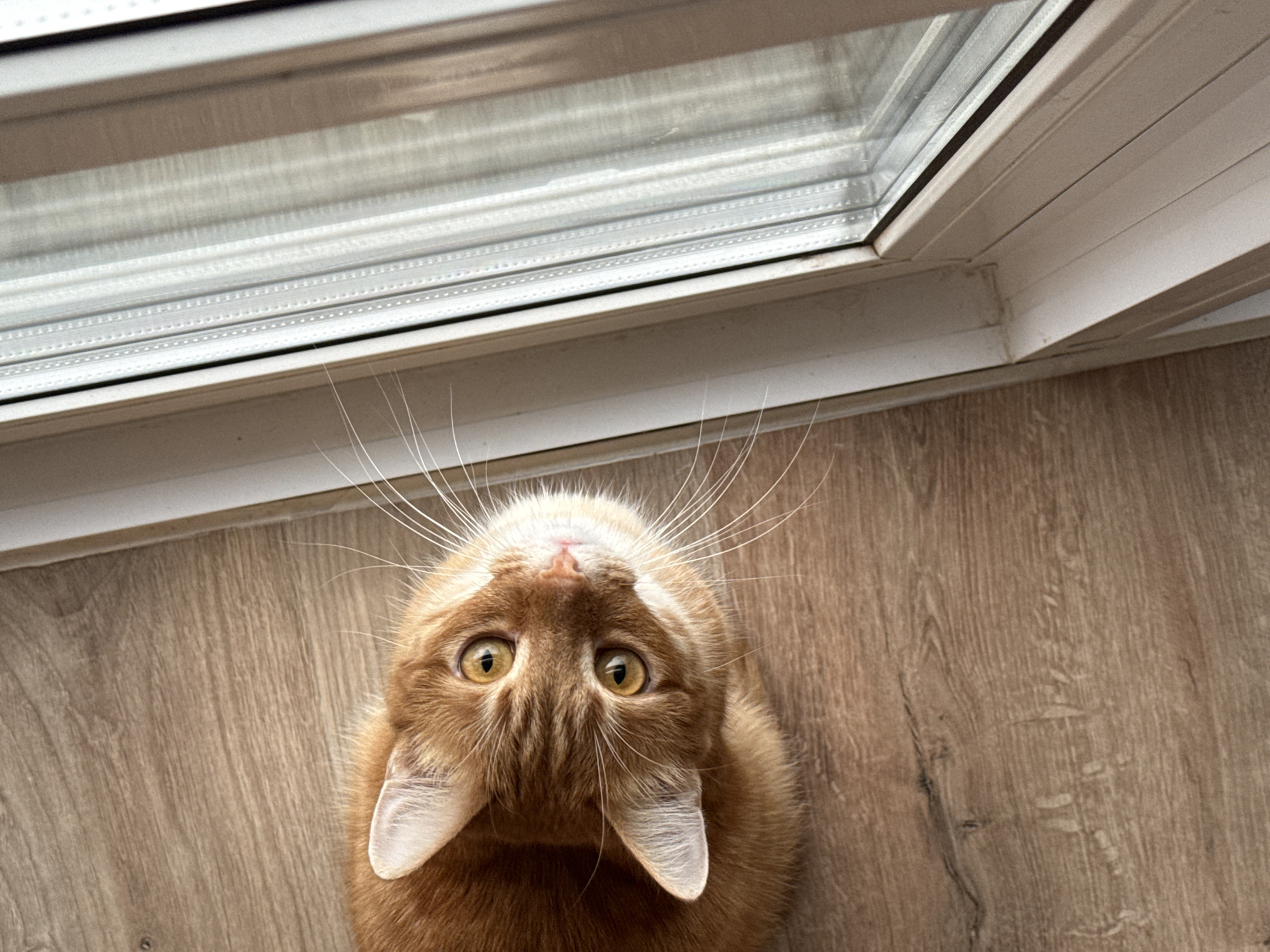 A close-up, high-angle shot features an upside-down ginger cat with its head tilted toward the camera. The cat's golden eyes are wide and its white whiskers are prominent against its orange fur. The cat's white ear tips are visible. The background consists of a light-colored wood-grain floor and part of a white window frame with glass panes. The location in the city of Chaikovsky, Russia, cannot be determined from the visual information.