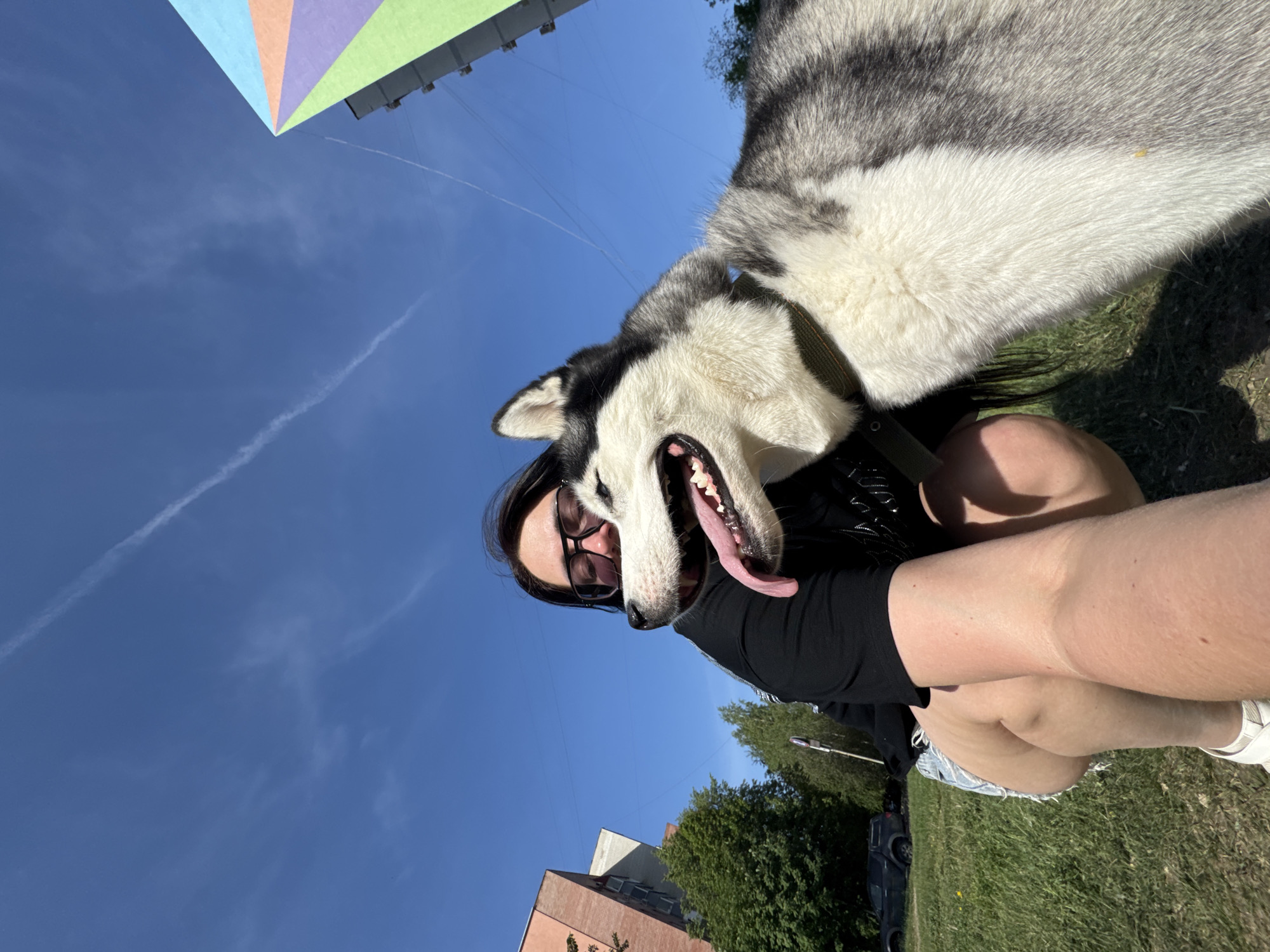 A low-angle, outdoor shot shows a person embracing a husky dog on a sunny day, with a building featuring a colorful kite-shaped design on top visible in the background. The dog, primarily white with gray markings on its back and head, is panting with its mouth open and tongue visible. The person, wearing sunglasses and a black top, is partially visible behind the dog, holding onto the dog's collar. The person is seated on the ground, wearing denim shorts. The location appears to be a grassy area with a building and a row of trees visible in the background. The sky is a clear blue with a single contrail near the top.