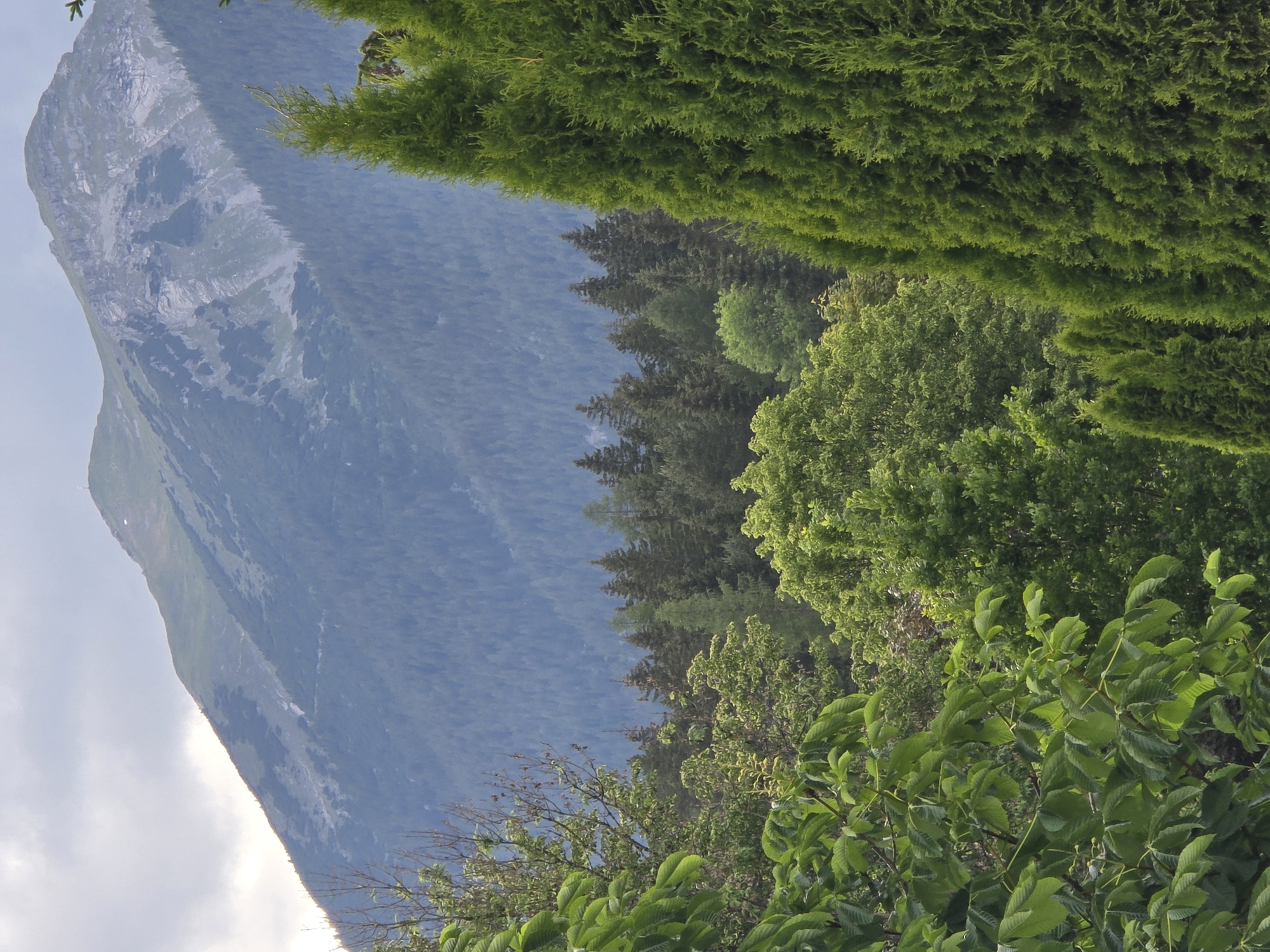 The image depicts a view of the Zugspitze mountain range from Lermoos, Austria. In the foreground, lush green foliage, including large, broad leaves and tall, conical evergreen trees, dominates the lower portion of the frame. The trees create a dense, layered effect, with their vibrant green hues contrasting with the softer, distant landscape.
Behind the trees, a vast expanse of evergreen forest blankets the lower slopes of the mountains. The trees are densely packed, forming a deep green carpet that stretches upwards.
Further in the background, the majestic Zugspitze mountain rises. Its upper reaches are characterized by rocky, barren terrain, interspersed with patches of green vegetation and streaks of scree. The summit of the mountain is crowned with a prominent antenna, and a small white structure or building is visible near the peak. The sky above is overcast, with a mix of light and dark clouds creating a diffused, soft light. The overall scene conveys a sense of natural grandeur and the imposing presence of the mountains.