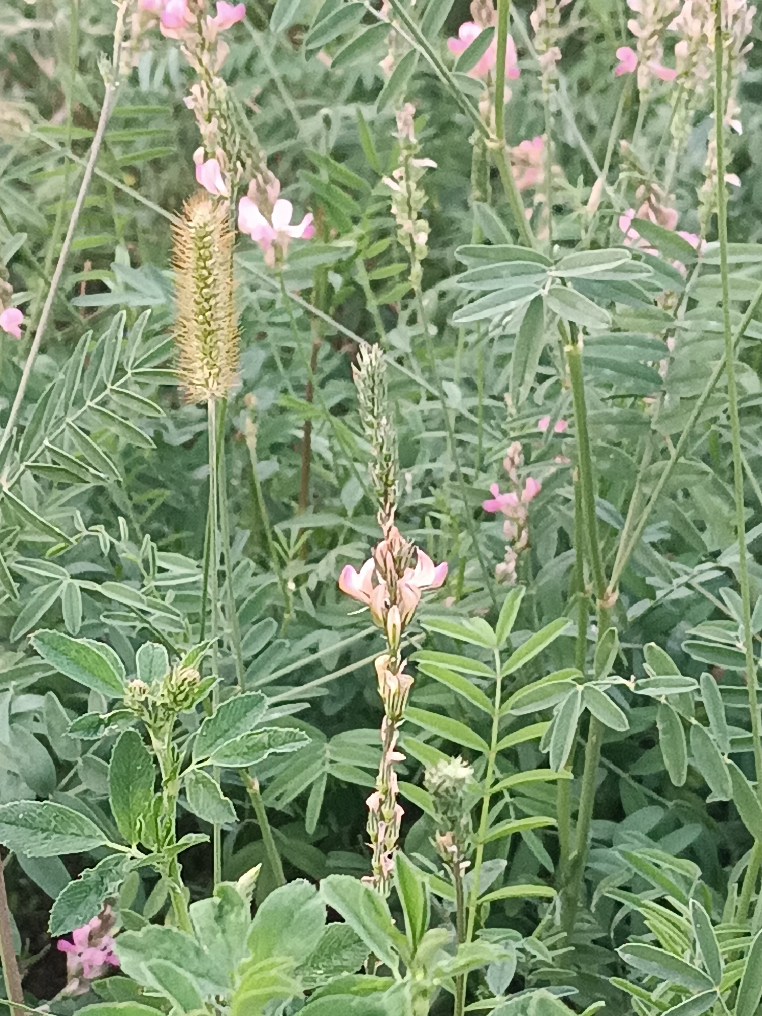 The image shows a close-up view of a dense patch of wild plants with green leaves and pink flowers. In the foreground, a tall, spiky seed pod, possibly from a plant like Salsola kali, stands out vertically. To its right, a stalk with delicate pink pea-like flowers is visible, with more clusters of pink flowers in the background. The overall impression is of a natural, uncultivated environment. The location is identified as Myrza-Ake, Kyrgyzstan.