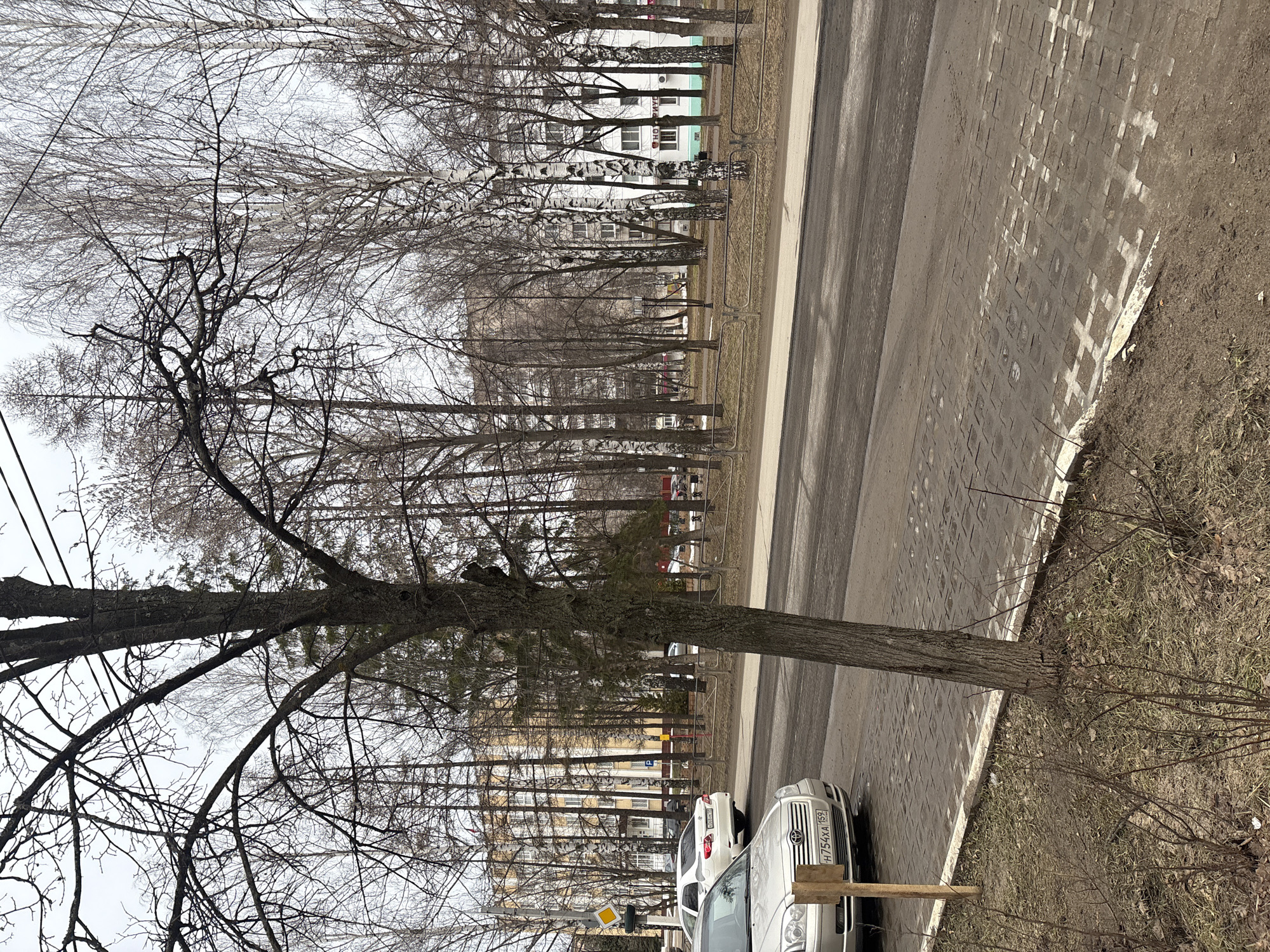 The image depicts a street scene in Chaikovsky, Russia, characterized by bare trees lining the road and surrounding buildings. A row of parked cars is visible on the right side of the frame, adjacent to a paved sidewalk. The street itself is divided by a zebra crossing. In the background, residential buildings and trees form a backdrop to the scene. The sky is overcast, suggesting a dull or cloudy day.