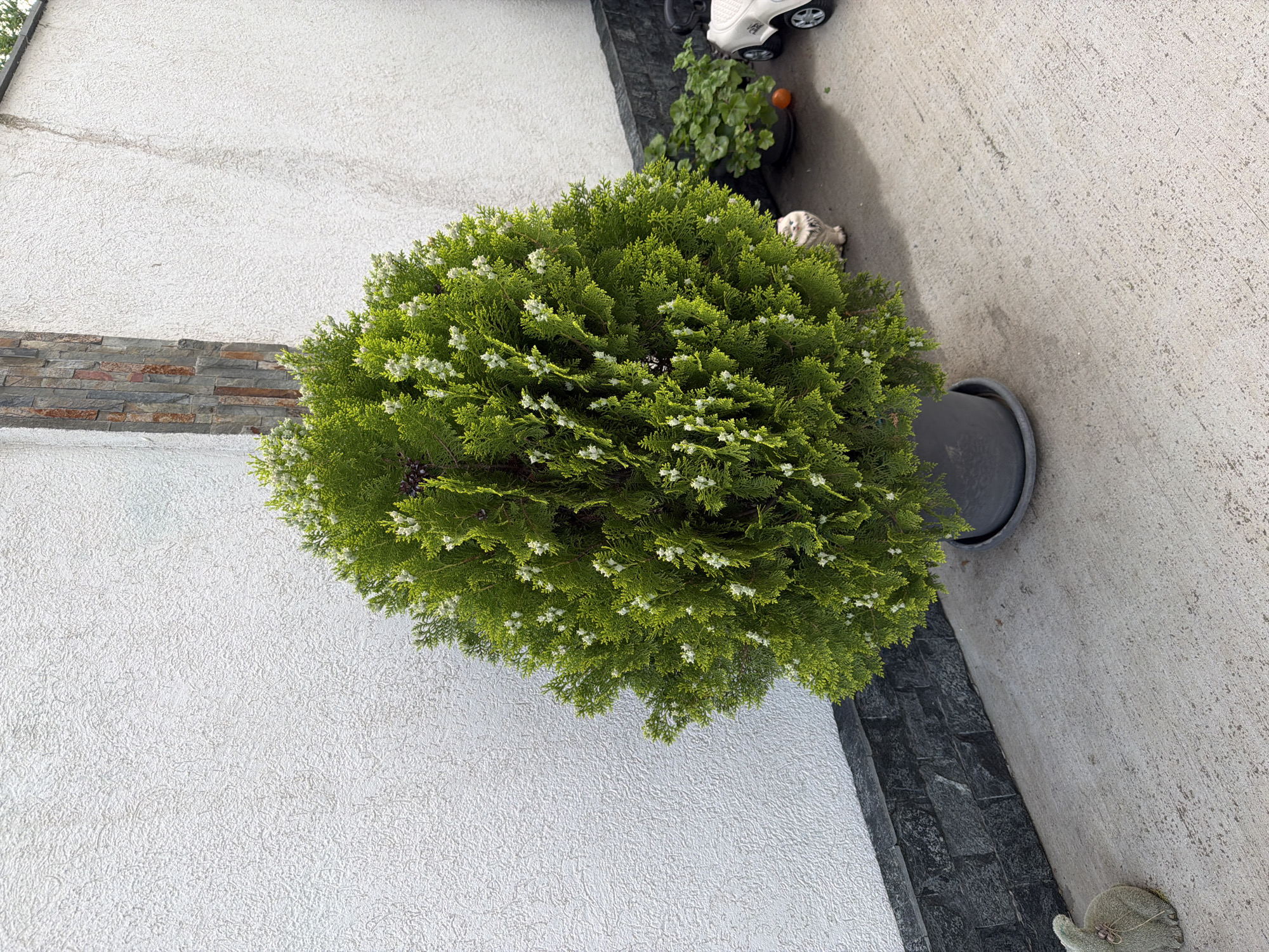 The image shows a potted, globe-shaped evergreen shrub with light green foliage and small white flowers. It is positioned near a white textured wall with a decorative stone strip along the bottom. To the right of the plant is a gray concrete surface, with a dark gray plant pot and a couple of toy cars. The image was taken on an exterior surface. There is no indication this photo was taken in Burgas, Bulgaria.