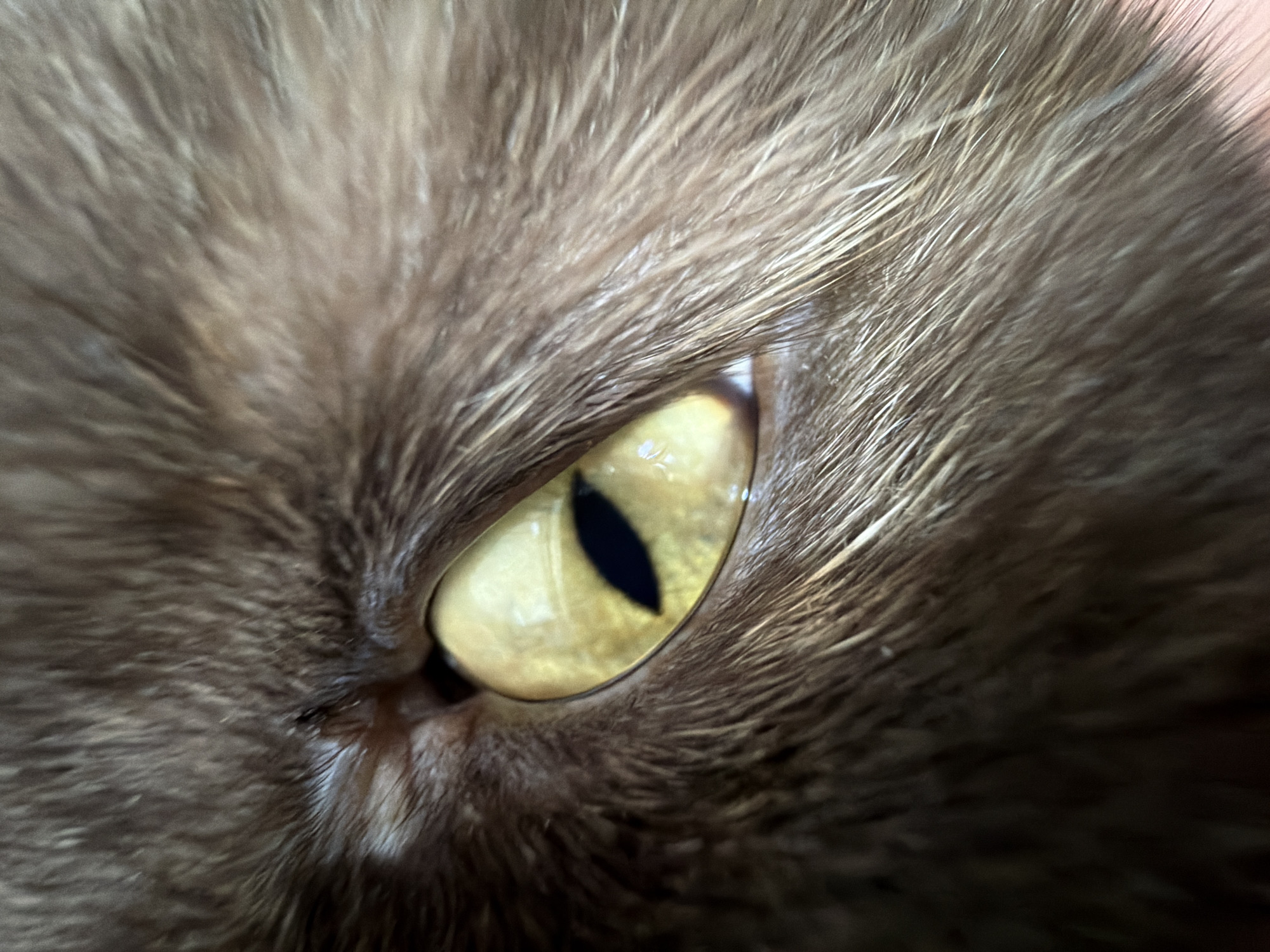 This is an extreme close-up photograph of a cat's eye. The focus is entirely on the eye, which is a bright yellow with a vertical black pupil. The fur surrounding the eye is a dark brown and appears very soft and dense. The lighting creates a slight reflection on the surface of the eyeball. The photograph captures the intricate details of the cat's iris and pupil, as well as the fine texture of its fur. There is no indication of any specific location in the city of Chaikovsky, Russia, or any people, actions, or interactions present in this image.