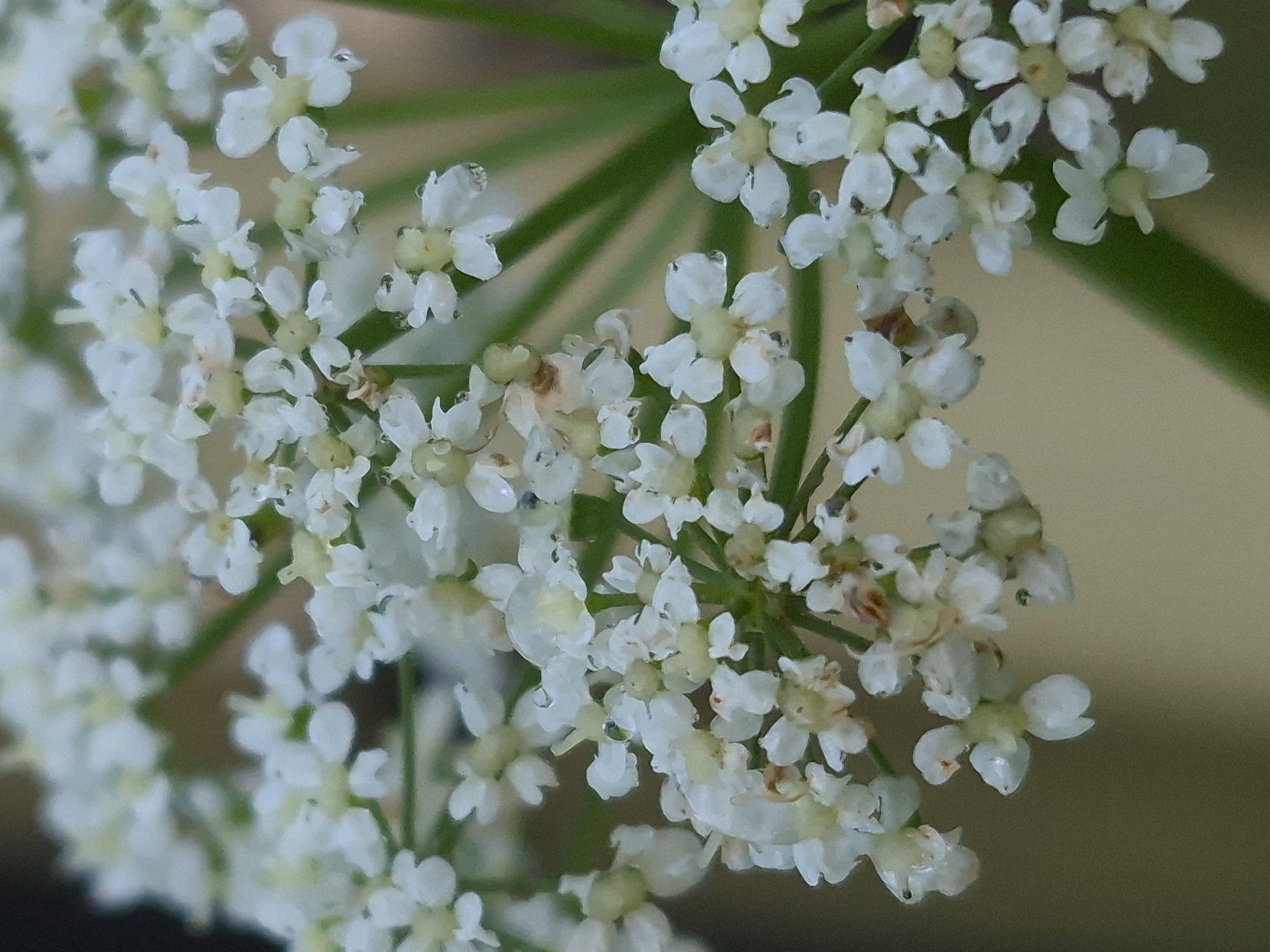 This is a close-up, macro photograph of a cluster of small white flowers, possibly Queen Anne's Lace, with water droplets on their petals. The flowers are arranged in an umbel shape and are predominantly white with some pale yellow centers. The background is a soft, blurred gradient of light brown and green, suggesting an outdoor environment, likely a natural setting such as a park or field. There are no people or animals visible in the image, and no specific urban elements that would indicate a location within the city of Sooblase, Estonia. The focus is entirely on the delicate details of the flowers and the moisture they have collected.