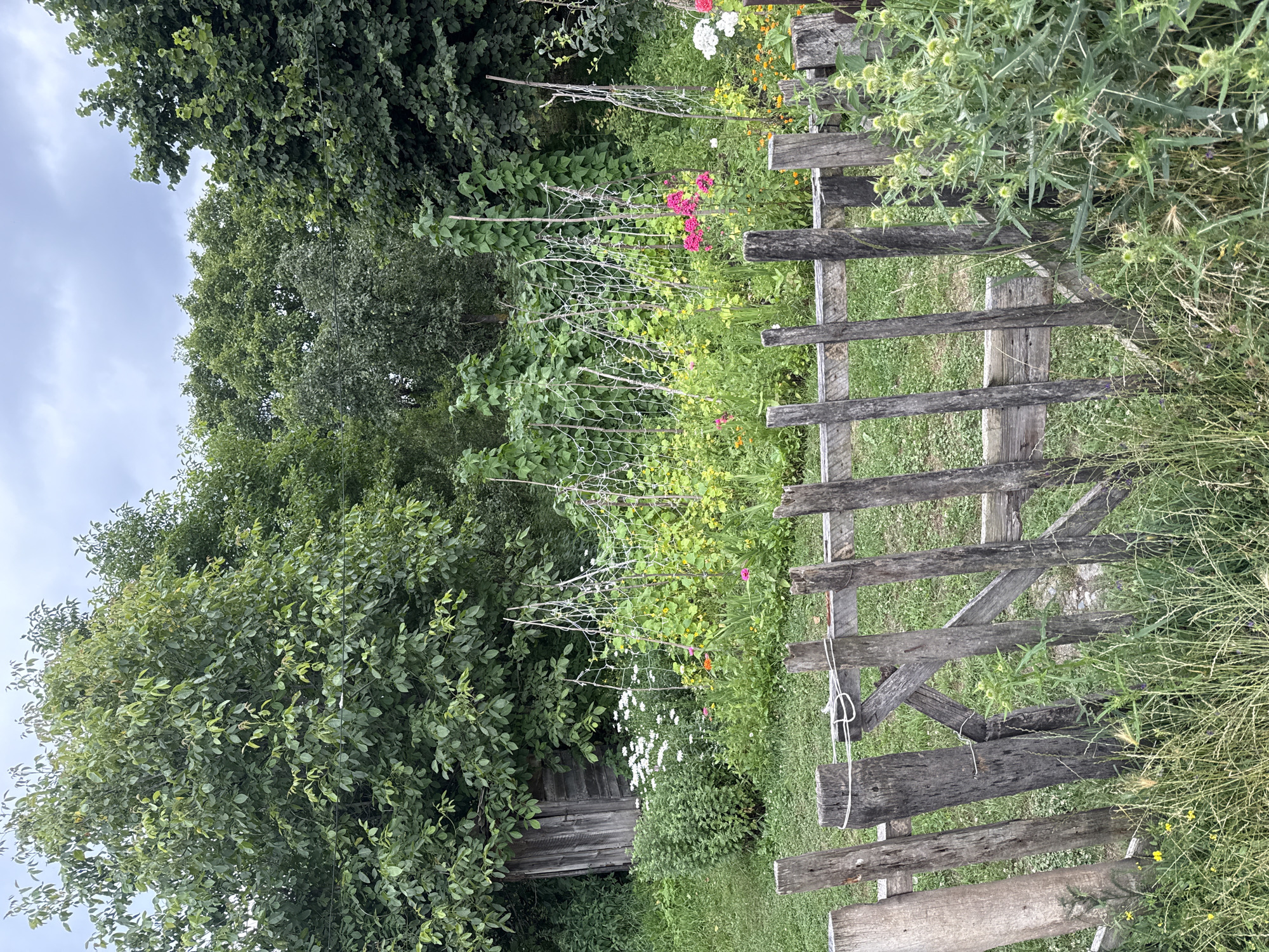 The image depicts a rustic garden scene in the village of Dsegh, Armenia. In the foreground, a weathered wooden fence with uneven posts and a simple latch made of rope divides the frame. Beyond the fence, a vibrant garden thrives. Green leafy plants, some supported by netting and stakes, grow in abundance. Among them, clusters of pink and white flowers add pops of color, interspersed with touches of orange. To the left, a small, wooden shed with a slatted door is partially obscured by lush greenery. The background is dominated by dense foliage and trees, suggesting a natural, somewhat untamed environment. The sky above is overcast with grey clouds, hinting at a possibly cooler day. The overall impression is one of rural tranquility and the bounty of a home garden.