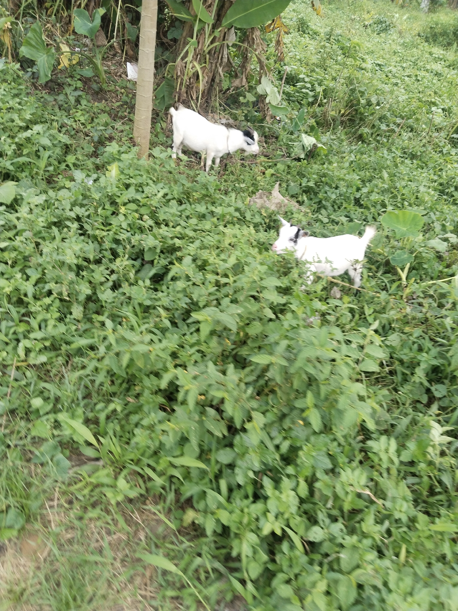 This outdoor image captures a natural, overgrown setting, likely in a rural or semi-rural area of Uyo, Nigeria. The main subjects are two white goats amidst dense green vegetation.
In the upper-left background, a larger white goat with black markings on its head is visible, seemingly grazing or browsing among the plants. Its head is lowered, indicating it is feeding. Closer to the foreground and towards the right, a smaller, younger white goat, also with black patches on its head, stands amidst the leafy undergrowth. This smaller goat appears to be looking towards the left, its body partially obscured by the surrounding plants.
The scene is characterized by abundant, lush green foliage covering the entire frame. Various types of plants are present, including dense low-lying bushes, taller grasses, and broad-leafed plants that resemble taro or similar species. In the background, behind the larger goat, what appears to be a light-colored tree trunk (possibly a papaya tree) stands tall, with larger green leaves, possibly from banana or plantain trees, visible further back. The ground is uneven and appears to slope gently upwards.
The lighting suggests it is daytime, with bright, even illumination and no harsh shadows, indicating fair weather. There is no visible text in the image. The overall impression is one of a verdant, wild environment where the goats are freely roaming and foraging.