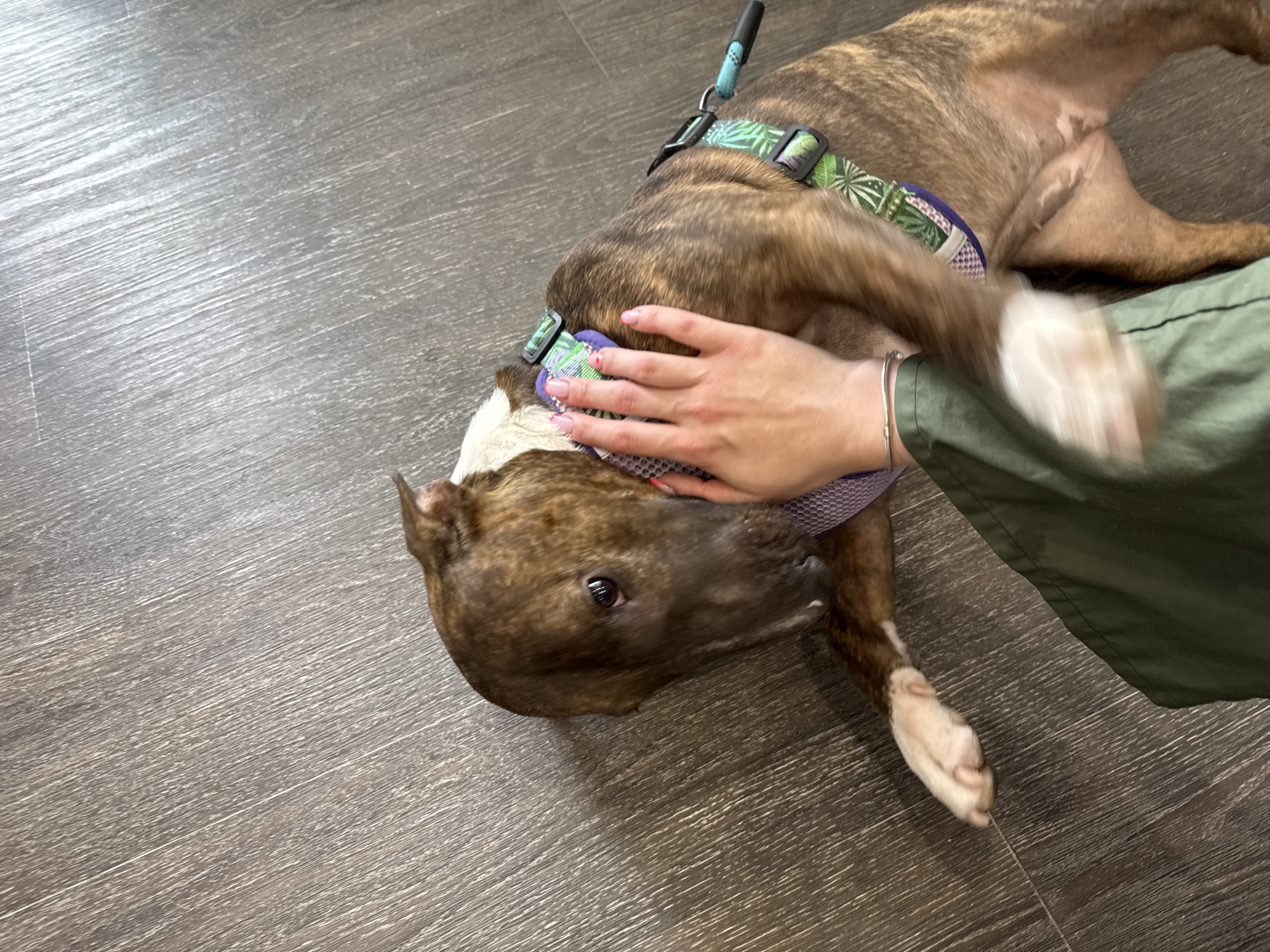 The image depicts a brindle-colored dog lying on a wood-look floor. The dog is wearing a harness with a tropical leaf pattern. A person is petting the dog with their right hand, which has light pink nail polish. The person is wearing a green garment. The location is Unknown, Unknown.