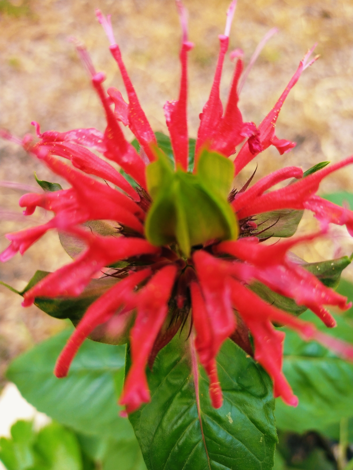 The image is a close-up shot of a vibrant red flower, likely a Monarda species, with delicate tubular petals and a prominent green calyx. The flower is set against a blurred background of earthy tones, suggesting an outdoor environment. The focus is sharp on the intricate details of the petals, which appear to be covered in a fine fuzz. The leaves are a deep green and slightly out of focus, framing the flower. There are no people or animals visible in the image. The scene is a natural setting, typical of a garden or park.