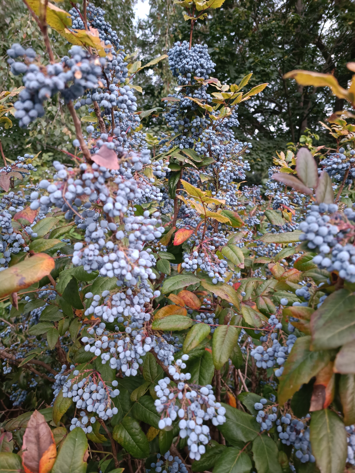 The image shows a close-up view of a shrub laden with clusters of small, round, blue berries. The berries are a powdery blue color and are attached to reddish stems, forming dense bunches. The shrub has green leaves, some of which are tinged with yellow and reddish-brown, suggesting the transition to autumn. The background is blurred, showing more foliage and tree branches, indicating an outdoor setting with dappled light. The scene is likely in an urban park or garden, given the prevalence of such shrubs in city landscaping. The image does not contain any people or specific landmarks that would definitively place it in Zaporizhzhia, Ukraine.