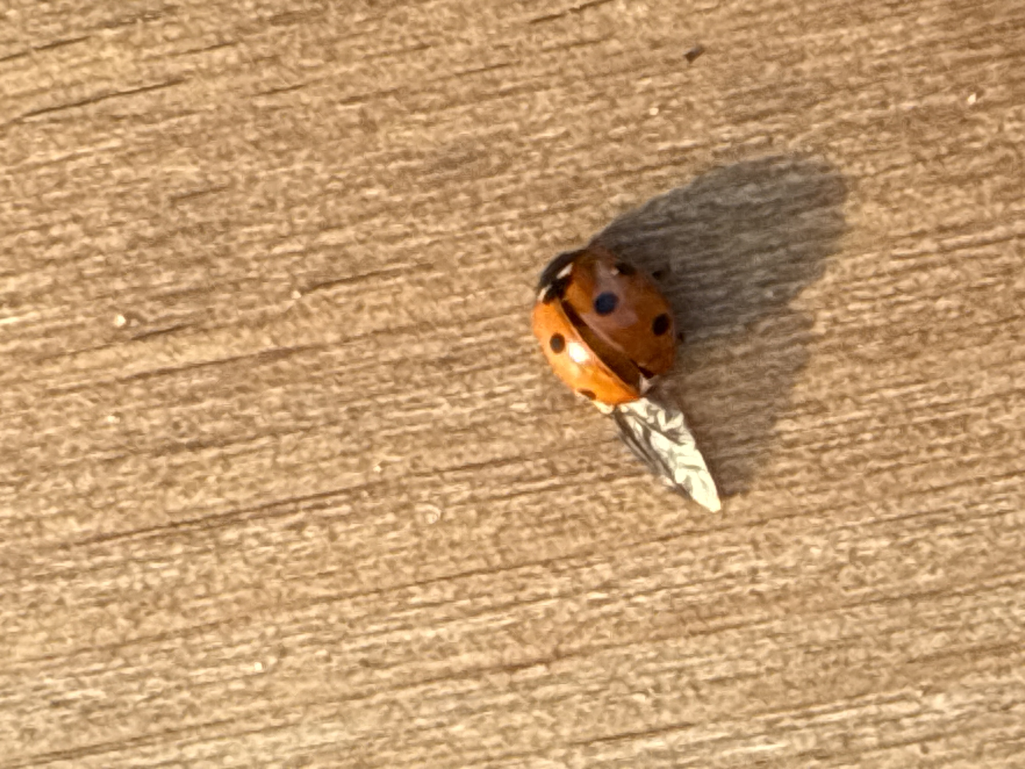 A close-up, eye-level, outdoor shot captures a ladybug on a light brown, textured wooden surface. The ladybug, predominantly orange with black spots and black markings on its head, is positioned on the lower right side of the frame, facing towards the upper left. A small, silvery, foil-like fragment is attached to the ladybug's underside, near its tail. The lighting suggests it is daytime, with a shadow cast by the ladybug on the wooden surface to its lower left. The background consists entirely of the wooden surface, which exhibits clear grain patterns running diagonally from the top left to the bottom right. No people, buildings, or other contextual elements of Kazan, Russia, are visible in the image.