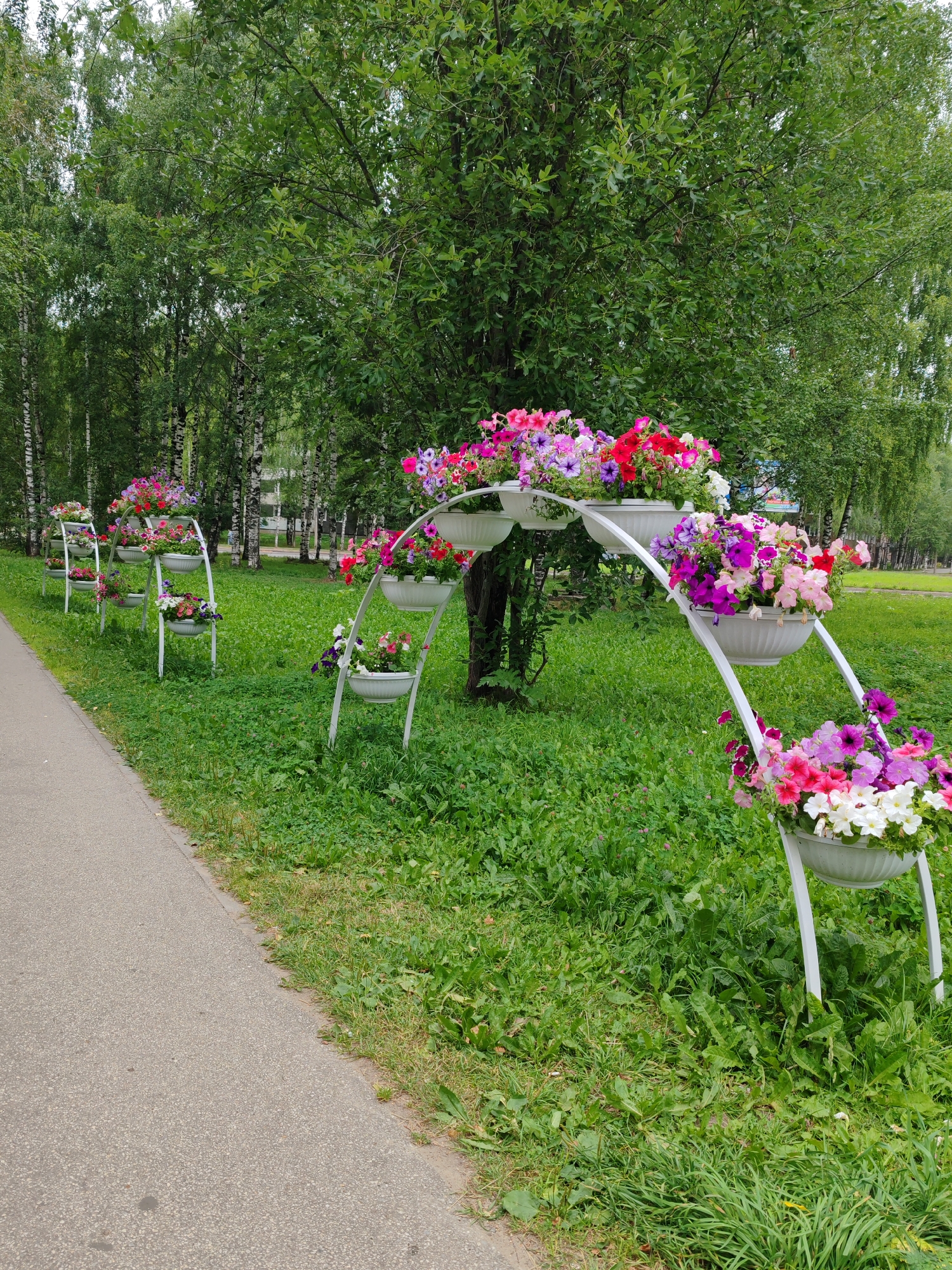 This image depicts a park scene in Syktyvkar, Russia, characterized by a paved pathway on the left and lush green grass on the right. Along the pathway, a series of white metal stands display tiered planters filled with vibrant, multi-colored flowers, predominantly petunias in shades of pink, purple, red, and white. Behind the flower displays, a dense line of trees, including birch trees with their distinctive white bark, forms a natural backdrop. In the distance, hints of buildings are visible through the trees, suggesting an urban park setting. The sky is overcast, contributing to the soft, natural lighting of the scene.