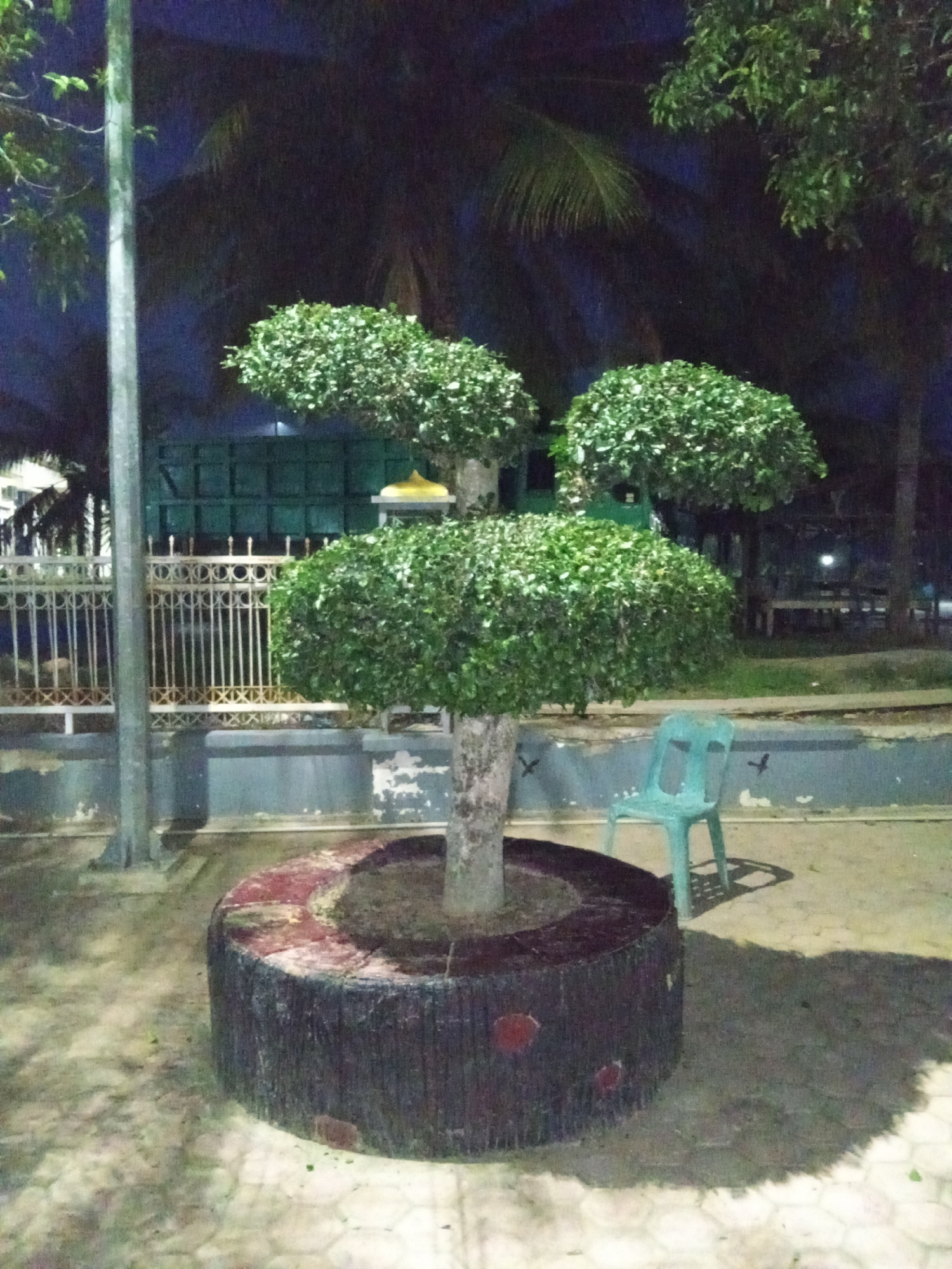 The image shows a well-maintained, multi-tiered green tree, possibly a ficus, planted in a round, dark-colored planter with red accents. The tree is centrally located in a paved outdoor area at night. In the background, a white metal fence with decorative elements separates the immediate area from a green fence or wall. Beyond the fences, palm trees and other foliage are visible, silhouetted against a dark night sky. A bright blue plastic chair sits to the right of the planter. The ground is paved with hexagonal tiles. The scene appears to be in a public park or garden, possibly in the city of Blang Mee, Indonesia, given the context. The lighting suggests artificial illumination from nearby sources.