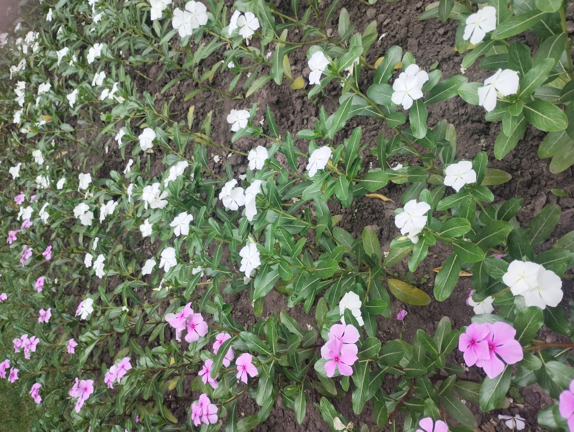 The image shows a garden bed with a dense planting of Madagascar periwinkle (Catharanthus roseus) flowers, interspersed with dark soil and green foliage. The flowers are predominantly white and pink, with some appearing to be a lighter shade of pink or purple. The plants are low-growing and bushy. The scene is photographed from a slightly elevated angle, looking down into the flower bed. The image does not provide any information or context about the city of Sumy, Ukraine. There are no people, actions, or interactions depicted.