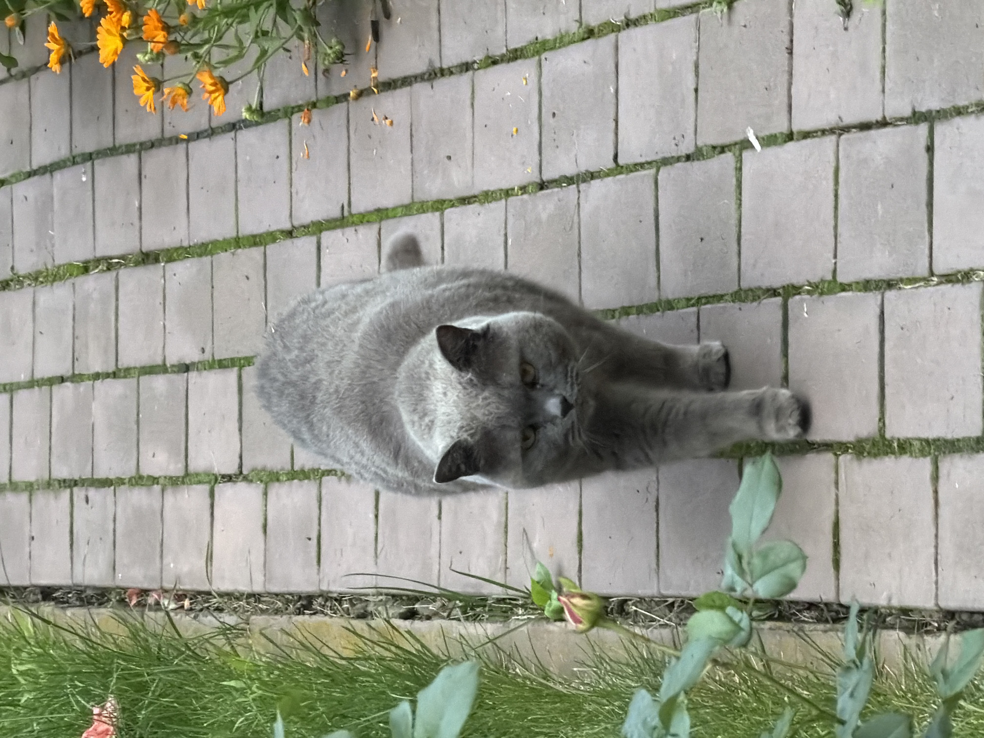 A grey, short-haired cat walks on a paved walkway bordered by grass and flowers. The cat is facing the camera with its mouth slightly open and its ears alert. The walkway is made of rectangular grey pavers with green grass growing in the gaps between them. To the left of the walkway, there is lush green grass and a rose bush with a single pink and red bud. To the right, there are bright orange marigolds. The scene appears to be a garden or backyard path, likely in Chaikovsky, Russia, given the context.