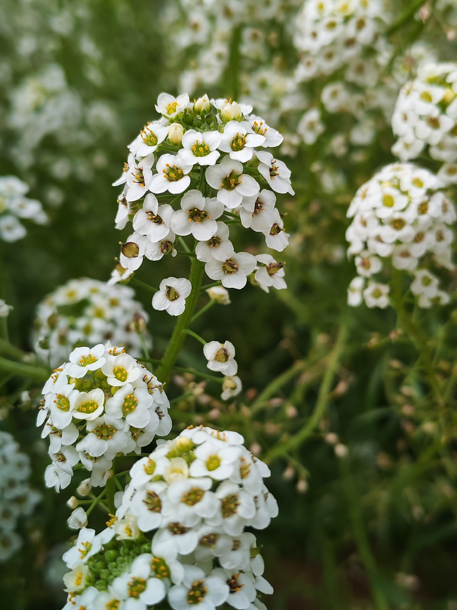 The image shows a close-up view of a cluster of small white flowers with yellow centers. The flowers are arranged in a dense, dome-shaped inflorescence on green stems. The background is a blur of green foliage and other out-of-focus white flowers, suggesting a garden or natural setting. There are no people or animals visible in the image. The lighting appears to be natural daylight, creating soft shadows and highlighting the delicate textures of the petals. The image is sharp and in focus on the main flower cluster in the foreground. There is no discernible information in the image that would indicate a specific location in the city of Chaikovsky, Russia.