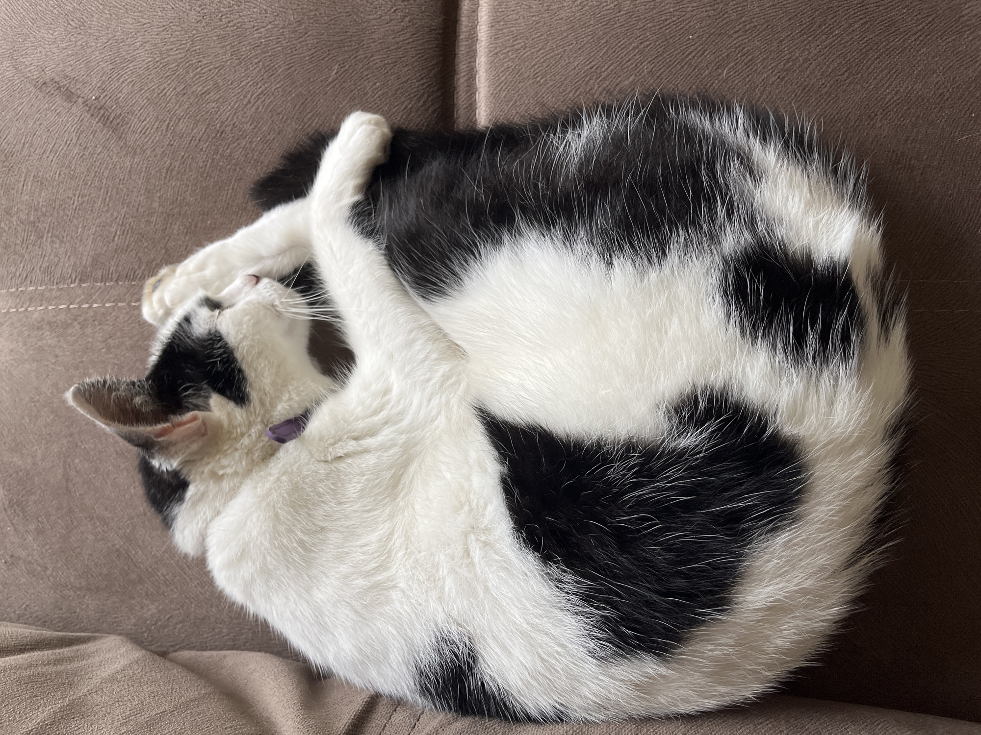 A black and white cat is curled up on a brown sofa. The cat is facing left, with its head tucked into its body. Its paws are crossed over its chest. The cat's fur is a mix of black and white patches. The sofa is made of a textured fabric. The image is taken from a top-down perspective. The cat is wearing a small purple collar. The scene is indoors.