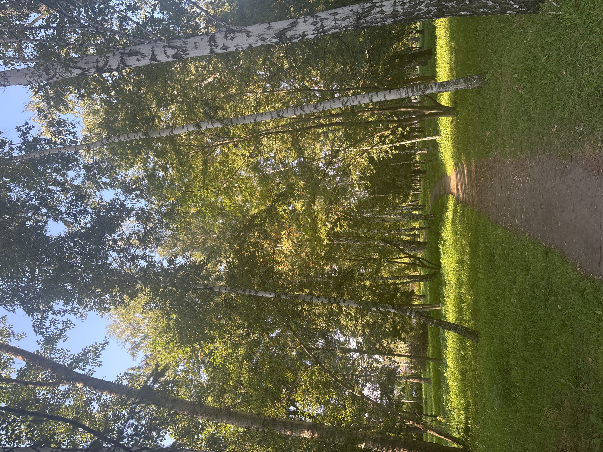An outdoor, eye-level, vertical shot captures a sun-drenched path winding through a grove of birch trees in Novosibirsk, Russia. The path, made of packed dirt and gravel, is bordered by lush green grass illuminated by the golden rays of the sun. The trees, predominantly birch with their distinctive white bark, create a dense canopy overhead, with dappled sunlight filtering through the leaves. The scene appears to be a park or a wooded area within the city, offering a peaceful, natural escape. No people are visible in the image.