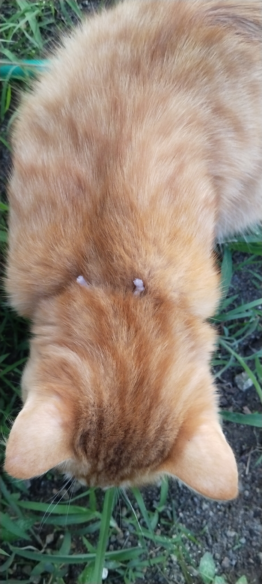 A top-down, close-up shot shows the back of an orange tabby cat's head. Two small, light-colored growths are visible on the fur between the cat's ears. The cat is outdoors, with green grass and dark soil visible in the background. The image was captured in Duman, Indonesia.