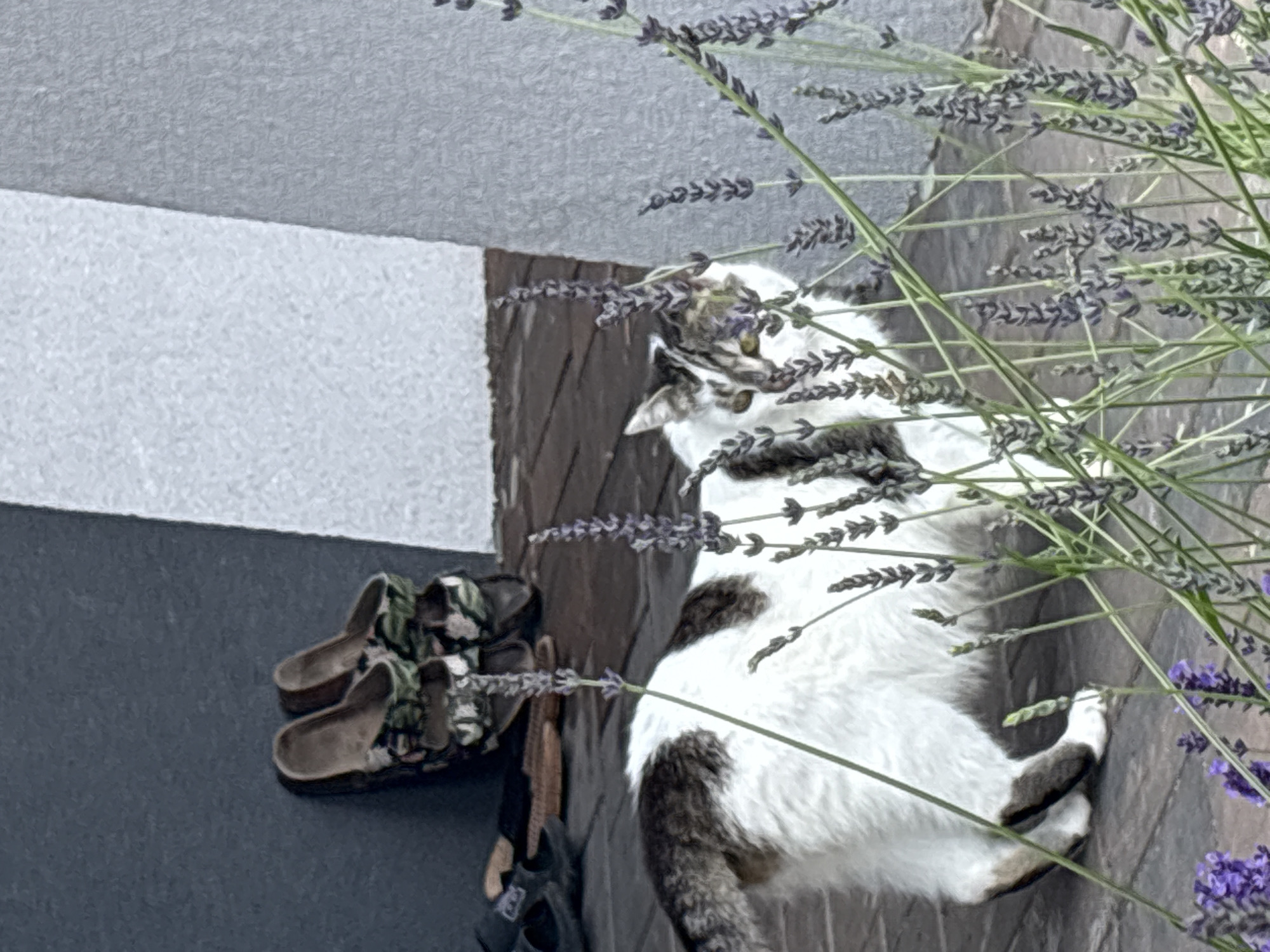 In the city of Drożki, Poland, a brown and white cat is captured in a medium shot, standing on a brick patio. The cat is facing towards the right of the frame, with its body angled away from the viewer. In the background, a wall of rough-textured grey material is visible, adjacent to a dark grey, flat surface. To the left, a pair of camouflage-patterned clogs and a dark sandal are placed near the wall. In the foreground, several sprigs of lavender with small purple flowers are in bloom, partially obscuring the cat. The overall lighting suggests an outdoor setting during daylight.