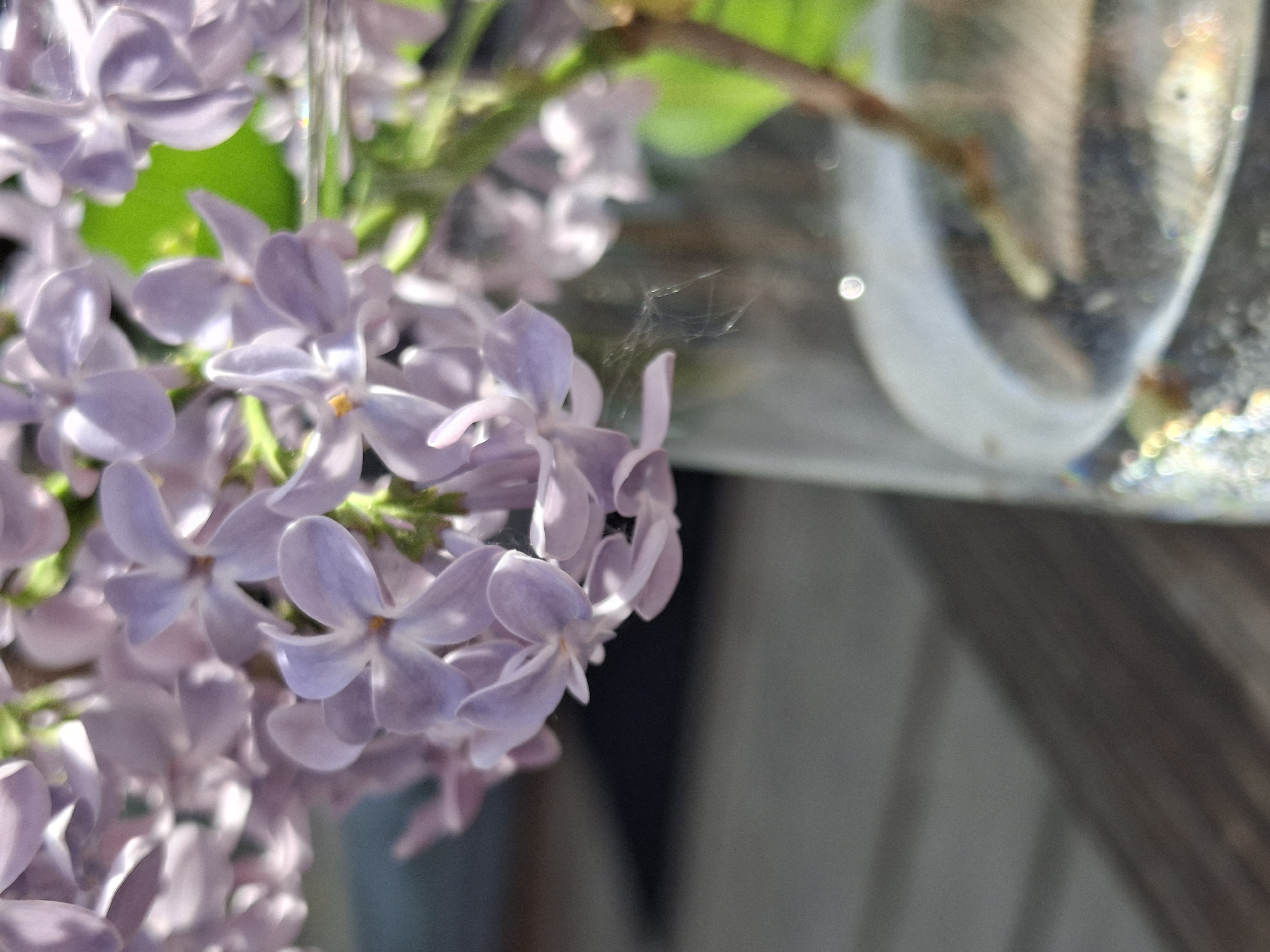 A close-up shot focuses on a cluster of pale purple lilac flowers. These flowers are in sharp focus, exhibiting delicate details in their petals. The background shows the blurred outline of a glass vase containing a branch, suggesting the flowers are arranged indoors. The surrounding area is out of focus, hinting at a room with neutral-colored walls. There is nothing to indicate the location in the city of Chaikovsky, Russia.