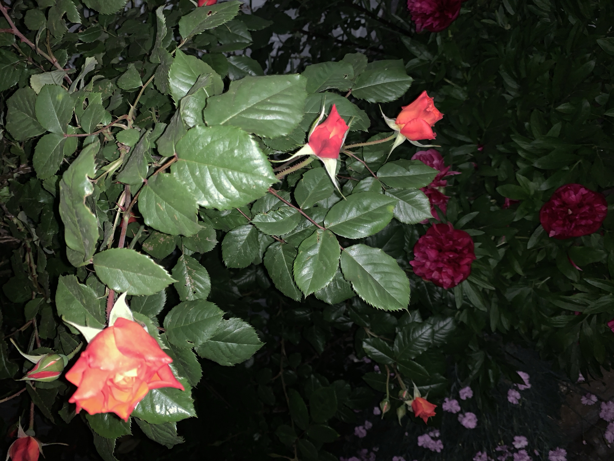 A close-up captures a vibrant cluster of roses and lush green foliage. The roses display varying shades of red, ranging from closed buds to fully bloomed flowers. The leaves are a dark, glossy green. The setting appears to be a garden.