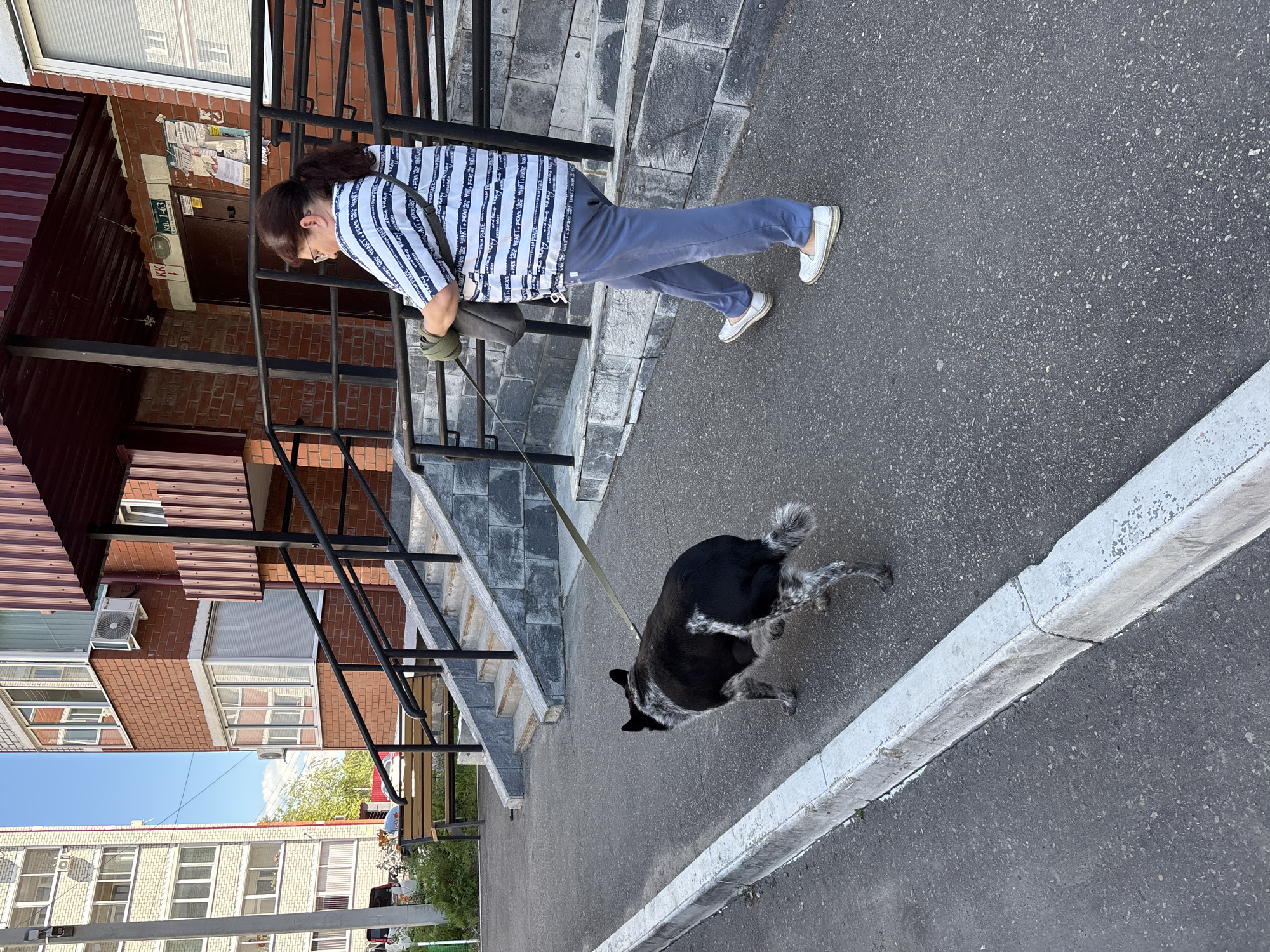 A middle-aged woman with dark hair pulled back in a ponytail, wearing a striped blue and white shirt and blue sweatpants, walks her medium-sized black and white dog on a leash. The dog is walking ahead of the woman. They are on a paved sidewalk next to a curb. Behind them is a building with a brick facade and a red-brown roof. There are stairs and a ramp leading up to the building's entrance. The environment appears to be a residential area in Chigiri, Russia, with a tall apartment building visible in the background. The weather is clear and sunny.
