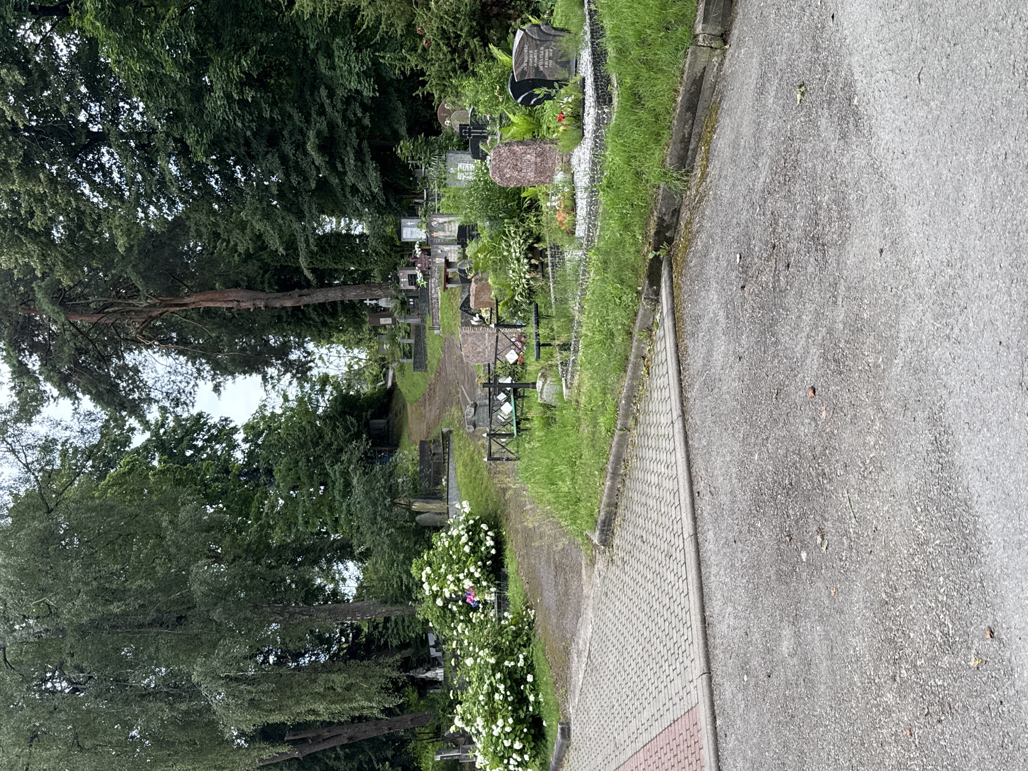 The image depicts a cemetery with gravestones and lush greenery. In the foreground, a paved path made of interlocking bricks runs along the left side, transitioning into a darker asphalt surface. The path appears to lead into the cemetery, which is situated on a gentle slope.
Dominating the scene are numerous gravestones of various shapes and sizes, crafted from stone and granite. Some are simple markers, while others are more elaborate, featuring inscriptions and decorative elements. The gravestones are interspersed with grass, plants, and bushes, some of which are in bloom with white flowers. Tall trees with dense foliage form a natural canopy over the cemetery, creating a serene and somewhat somber atmosphere.
A dirt path winds its way uphill through the cemetery, separating different sections of graves. Some graves are adorned with small fences or decorative borders. In the middle ground, a cluster of white flowering bushes stands out, adding a touch of vibrant color to the scene.
The overall impression is one of a well-maintained, albeit old, cemetery nestled within a natural setting of trees and vegetation. The lighting suggests it is daytime, possibly overcast, as the light is diffused and there are no harsh shadows. The scene is peaceful and quiet, evoking a sense of remembrance and respect.
The image is identified as being taken in the Bernardinų cemetery in Vilnius, Lithuania.