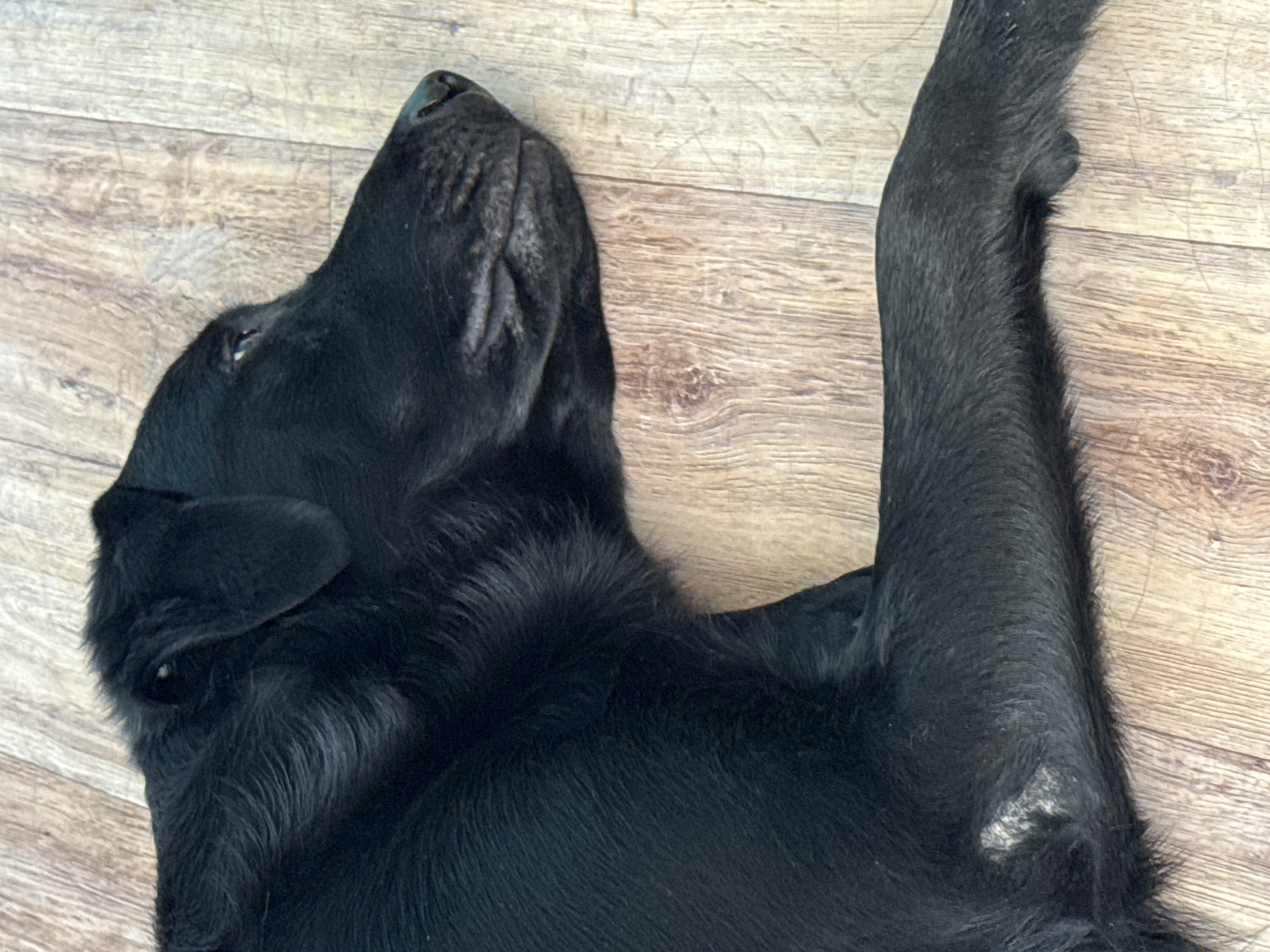 A black dog, possibly a Labrador Retriever, is lying on its back on a wooden floor, appearing relaxed or sleepy. Its head is tilted upwards, and its eyes are partially closed. The dog's fur is black and appears soft. One of its front legs is extended upwards, while the rest of its body is resting on the floor. The wooden floor has a light brown, weathered appearance with visible grain patterns. The lighting suggests it might be daytime, possibly indoors. The scene is still and quiet, with no other subjects or activities visible. The image provides no information about the time of day or weather. There is no visible text in the image. The location context of Anapa, Russia, is provided but not visually discernible from the image itself.