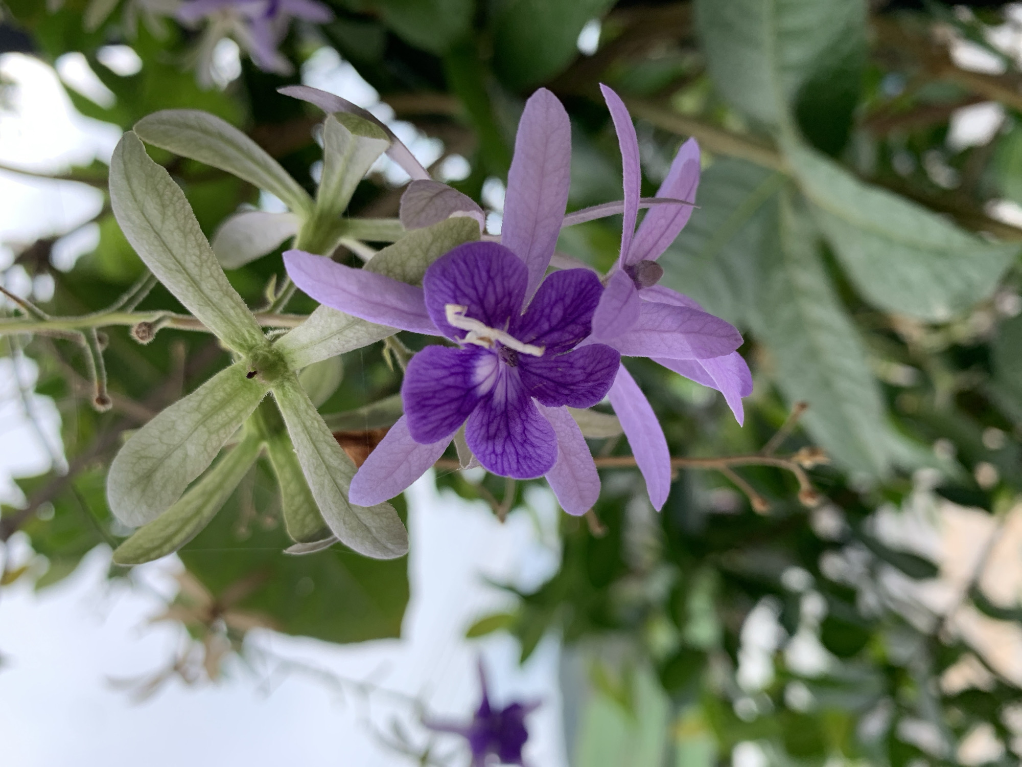 This close-up photograph features a vibrant purple flower, characteristic of the Queen's Wreath (Petrea volubilis), set against a softly blurred green and white background. The main flower, centrally positioned, exhibits five deep violet petals with prominent veining, surrounded by five elongated, lighter lavender-colored sepals that appear slightly translucent. A creamy-white pistil and stamens are visible at the heart of the darker petals.
To the left of the main bloom, several light green, leaf-like structures, which are likely developing sepals or bracts, are visible and show fine textured details. A tiny, dark-bodied insect, possibly an ant, is perched on one of these green structures. The background consists of out-of-focus green foliage and branches, along with bright, ethereal white areas that suggest the sky or a strong light source. A smaller, indistinct purple flower can be seen in the lower background, also out of focus. The image captures the flower in full bloom during the daytime, likely under bright natural light, in an outdoor setting such as a garden in บ้านบางรักษ์, Thailand. There is no visible text in the image.