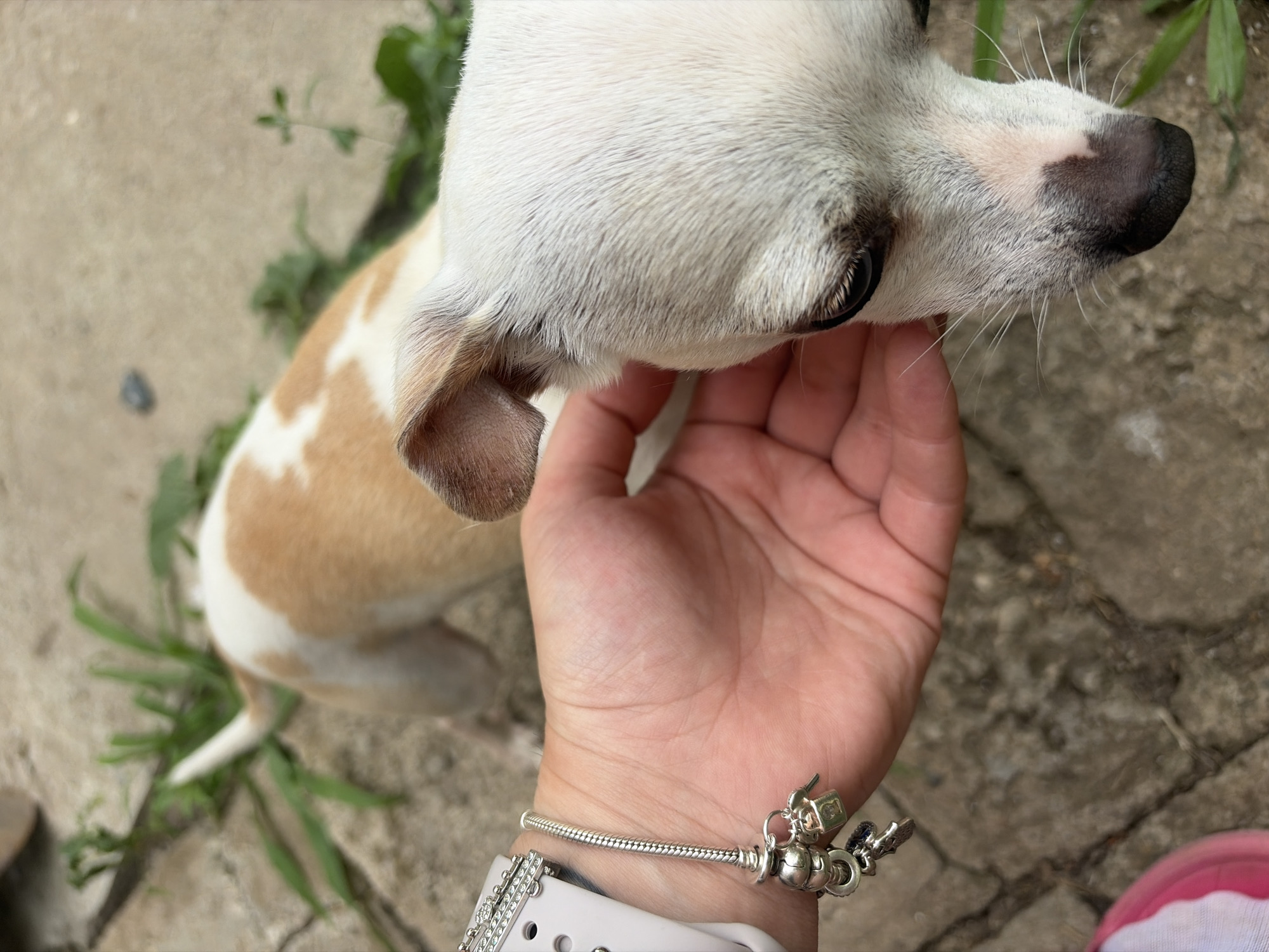 A hand is gently petting a small white and tan dog in Baurene, Bulgaria. The dog's head is in the foreground, with its eye visible. The hand is wearing a watch and a charm bracelet. The background consists of a concrete surface with some green vegetation. The lighting suggests it is daytime.