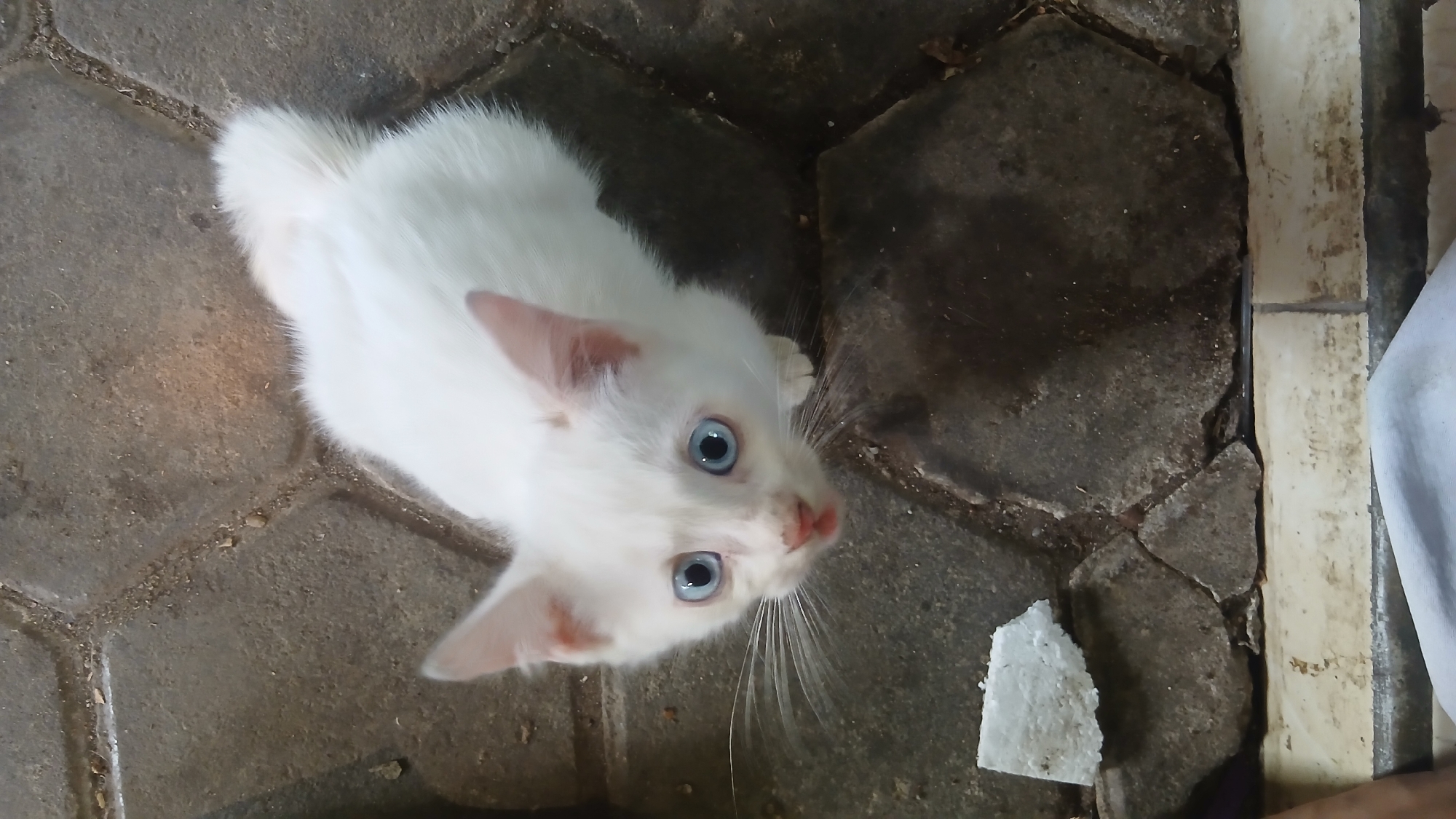 An overhead shot captures a small, fluffy white kitten with striking blue eyes, a pink nose, and pink inner ears. The kitten is looking directly upwards towards the camera with an alert and curious expression. Its body is covered in white fur, and it is positioned on a ground made of large, irregular, dark grey and brown concrete or stone pavers. These pavers have visible dirt and debris in their crevices, suggesting an outdoor or semi-outdoor setting. To the lower right of the kitten, there is a piece of white material, possibly styrofoam. The background shows more of the paver floor, leading to a narrow strip of lighter-colored, possibly tiled, surface running vertically along the right edge of the frame, which also appears weathered. The scene is illuminated by natural daylight. The overall environment suggests a casual, possibly rustic location in Kecamatan Pati, Indonesia. No text is visible in the image.