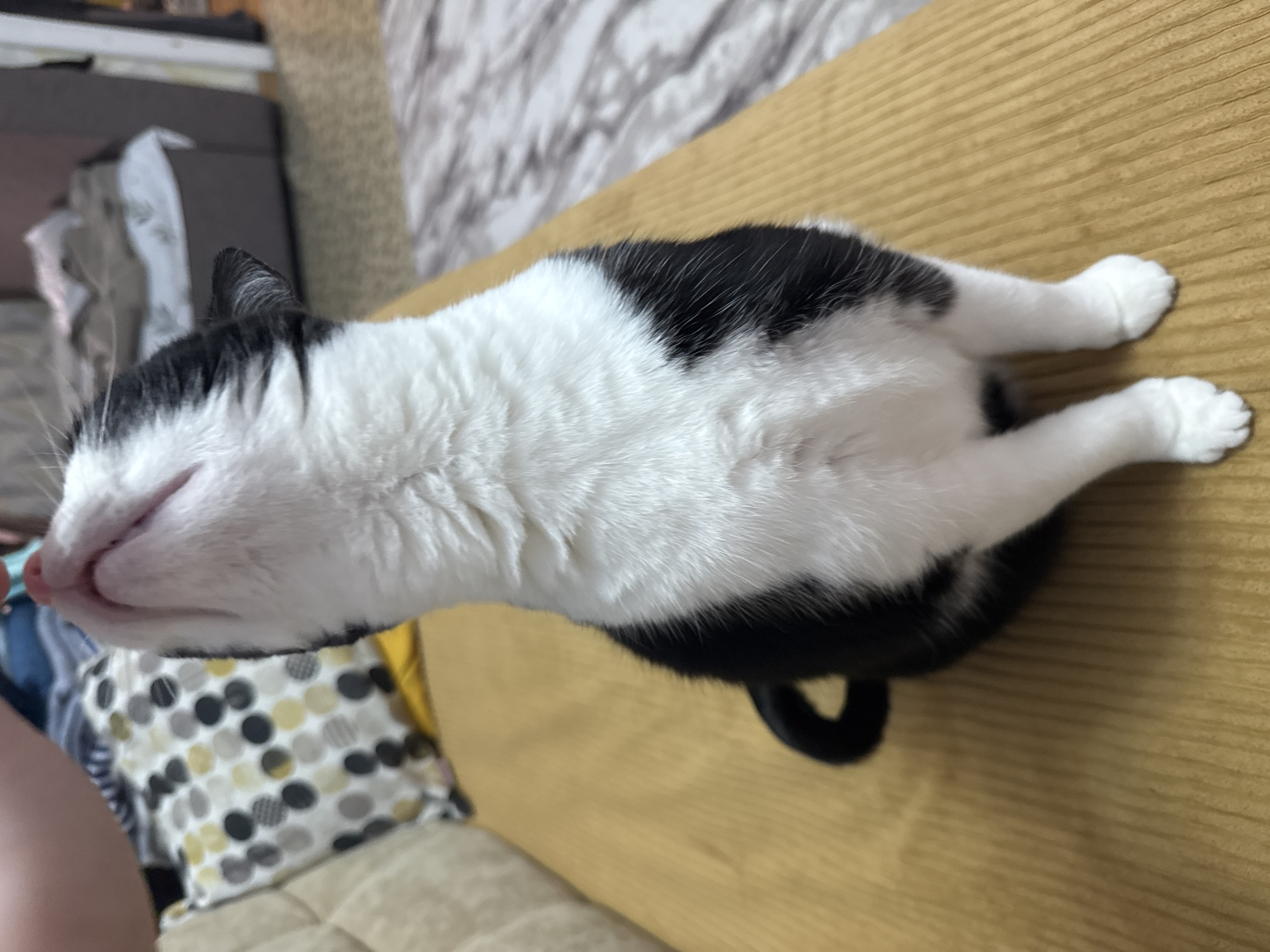 A black and white cat is lying on a tan surface, possibly a couch or table. The cat is positioned with its head towards the left side of the frame and its body extending towards the right. Its tail is curled near its hind legs. The cat's front paws are extended straight out. In the background, there's a patterned pillow and a sofa. The location is not discernible from the image.