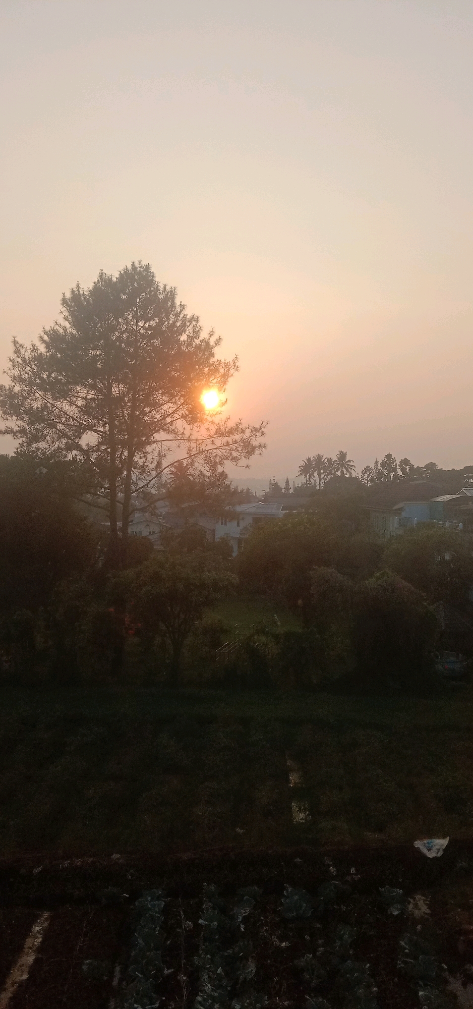 A serene sunset is captured over Sukanagalih, Indonesia, casting a warm glow across the sky. The foreground features a lush, dark green field of crops, with hints of cultivation visible. Above this, a dense array of trees and foliage creates a natural canopy. A prominent pine tree, silhouetted against the sky, stands to the left of the frame, its branches framing the setting sun. In the mid-ground, a cluster of houses with light-colored roofs are nestled amongst the trees, suggesting a residential area within the landscape. The overall atmosphere is peaceful and natural, with the warm hues of the sunset dominating the upper portion of the image.