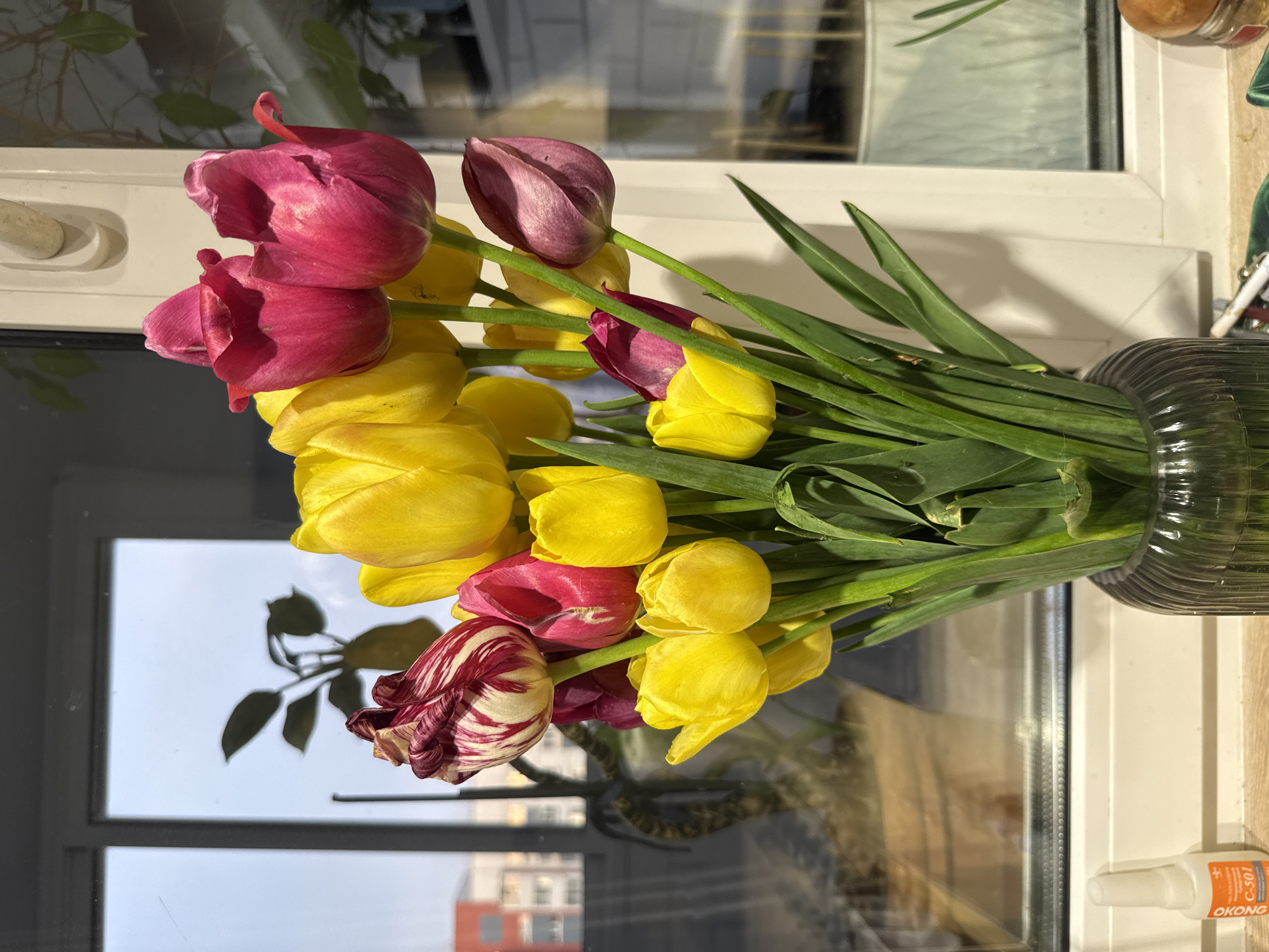 A still life photograph shows a bouquet of tulips in a vase placed on a windowsill. The tulips are a mix of yellow, dark pink, and purple varieties, with some showing slight variegation. The vase is a clear, ribbed glass design.
The windowsill is white and reflects a building with red and white accents. The image is taken indoors, with an outside window visible, the light seems bright and natural. In the lower right corner is a white bottle of glue, branded "OKONG" with "C-507" printed on the label in orange. It is impossible to determine the location as Veliky Novgorod, Russia based on visual information alone.
