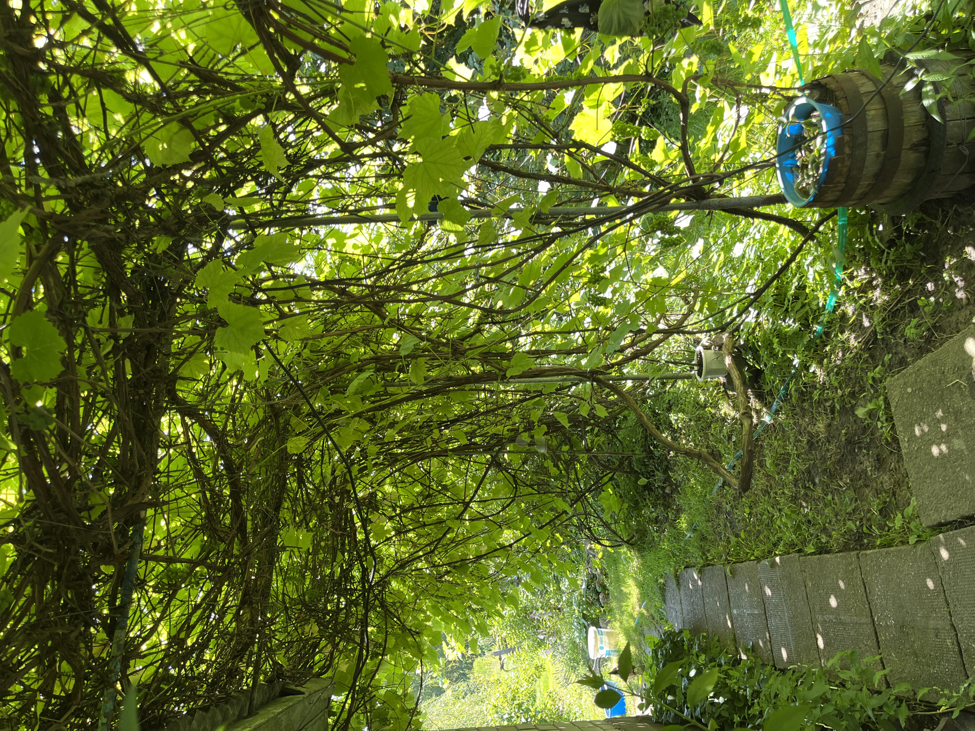 The image depicts a sun-dappled pathway in a garden setting in Дунілавіцкі сельскі Савет, Belarus. A stone path, composed of rectangular slabs, runs along the left side of the frame, bordered by lush green vegetation. Overhead, a dense canopy of grapevines, heavy with foliage and some developing grape clusters, creates a natural pergola. Sunlight filters through the leaves, casting dappled shadows on the path and the surrounding grass. To the right, a rustic wooden barrel, topped with a blue plastic container filled with what appear to be cucumbers or similar produce, stands amidst the greenery. The background shows a verdant, slightly overgrown garden area with various plants and some glimpses of sunlight indicating an outdoor, likely rural, environment. There are no people or animals visible in the image.