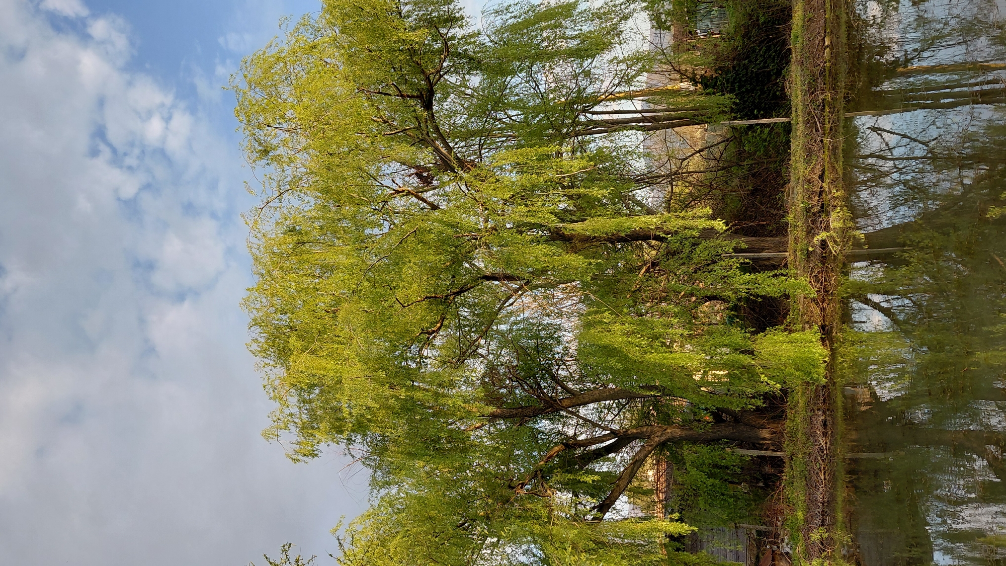 The image depicts a large, mature tree with abundant green foliage, likely a willow, beside a body of water. The tree's branches extend broadly, partially obscuring the sky, which is a light blue with scattered clouds. The water surface reflects the tree and sky, creating a mirrored effect. Adjacent to the tree, there are other trees and vegetation along the edge of the water. The location is identified as Unknown, Unknown.