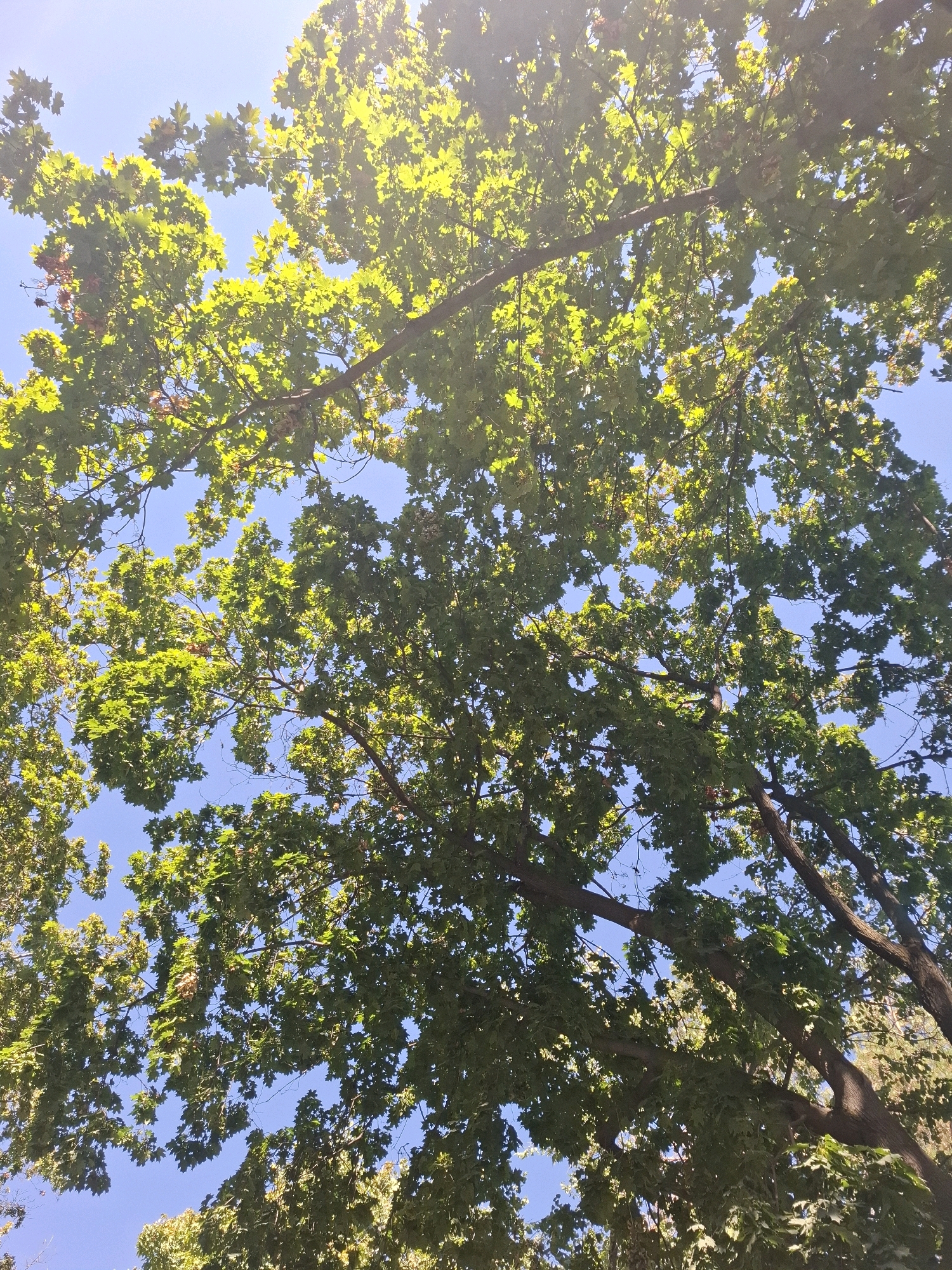 An upward-looking shot captures the dense canopy of a deciduous tree against a clear, bright blue sky. Sunlight filters through the vibrant green leaves, creating a dappled effect. The branches are thick and brown, some extending diagonally across the frame. In the distance, hints of other trees are visible, with a subtle presence of brown and lighter green foliage. The scene appears to be an outdoor, natural setting, likely a park or residential area within Almaty, Kazakhstan, given the clear sky and mature tree. No people or specific man-made structures are evident in this particular frame.