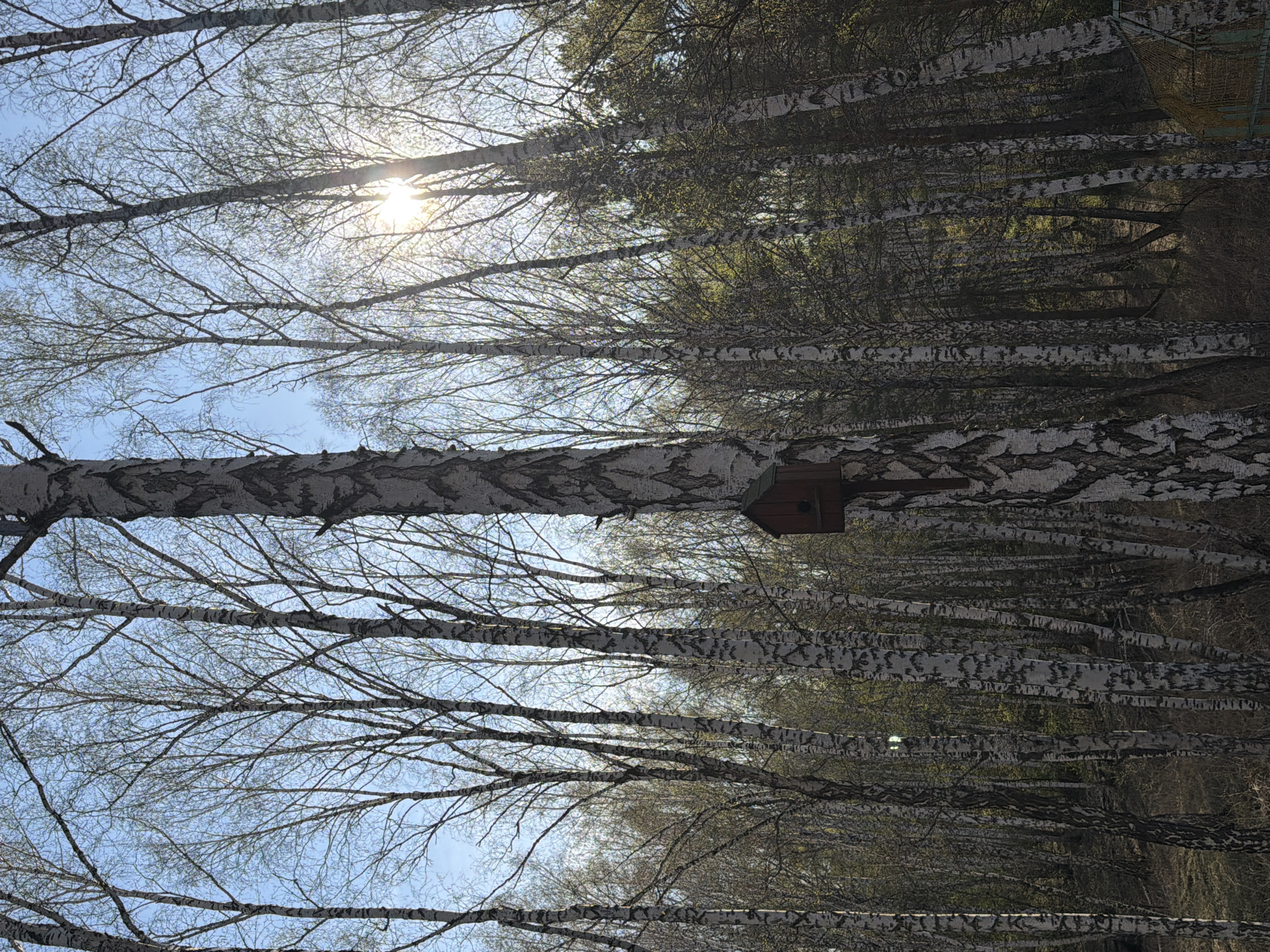The image shows a forest in Таскино, Russia. The scene is dominated by birch trees, their white trunks and delicate branches stretching upwards towards the sky. A wooden birdhouse is attached to one of the birch trees. The sky is visible through the bare branches, with the sun shining brightly. The environment suggests early spring or late fall, as the trees are mostly bare. There are no people visible in the image.