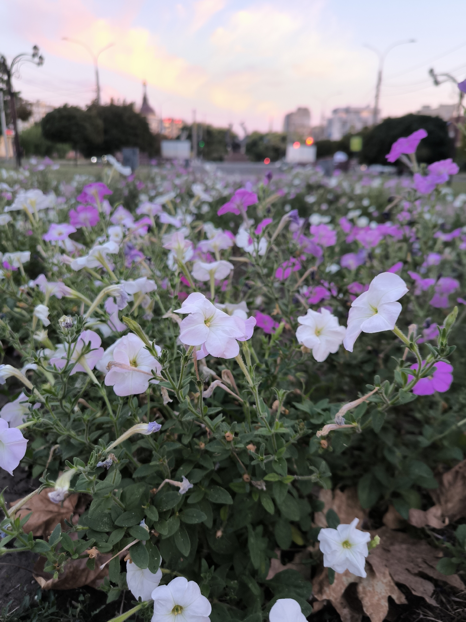 The image captures a flower bed filled with white and purple petunias at dusk. The flowers are in focus in the foreground, with their petals delicately unfurling. In the background, the soft glow of streetlights and the muted colors of the sky suggest an urban environment. Buildings and trees are visible in the distance, blurred by the low light and the shallow depth of field. The overall impression is one of a serene evening in a city park or a landscaped area along a street. The location is identified as Mykolaiv, Ukraine.