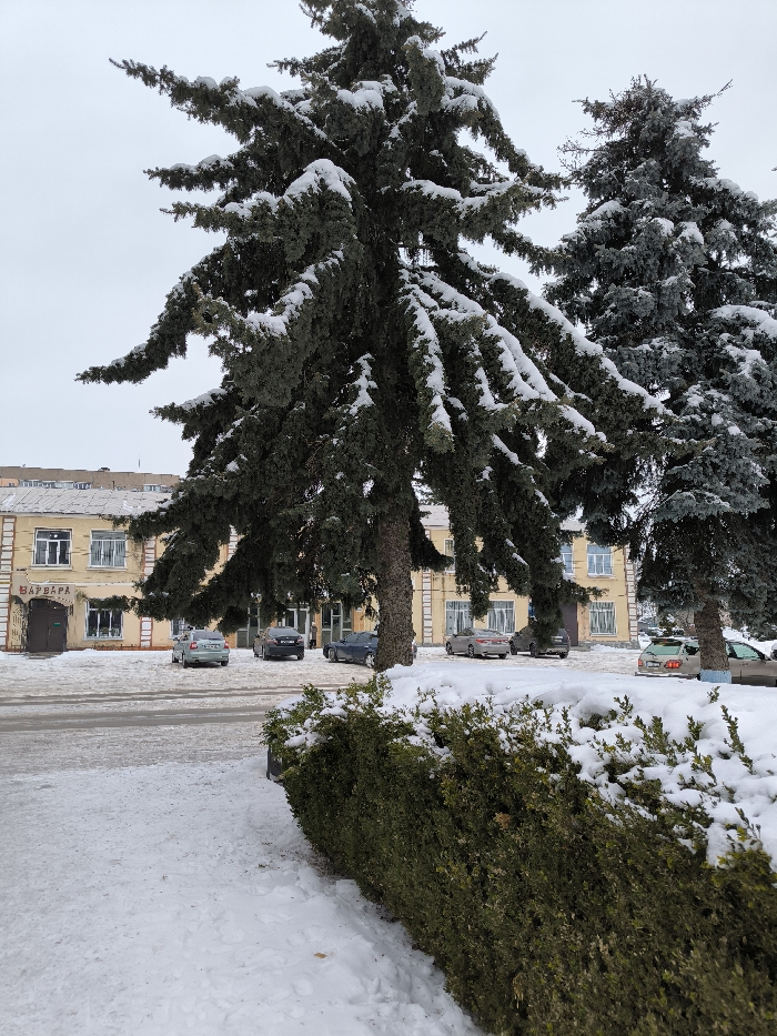 The image depicts a winter scene in Kalynivka, Ukraine, under an overcast sky. In the immediate foreground, a dark green hedge, partially covered with snow, runs diagonally from the lower right, meeting an expanse of undisturbed snow on the lower left. The midground is dominated by two large, snow-laden evergreen trees with dark green needles; the leftmost tree is more prominent and occupies a significant portion of the frame. Behind the trees, a two-story building with a pale yellow facade and white architectural trim is visible. This building features multiple rectangular windows with white frames. A dark brown pedestrian entrance is located on the left side of the building, above which a sign displaying the Cyrillic text "ВАРВАРА" is affixed. Directly in front of the building, a snow-covered parking area or street contains at least six parked passenger vehicles, including light green, dark blue, dark grey, and silver sedans. The ground and the roof of the building are covered in a uniform layer of snow. No individuals are present in the scene, and no actions or interactions are depicted.