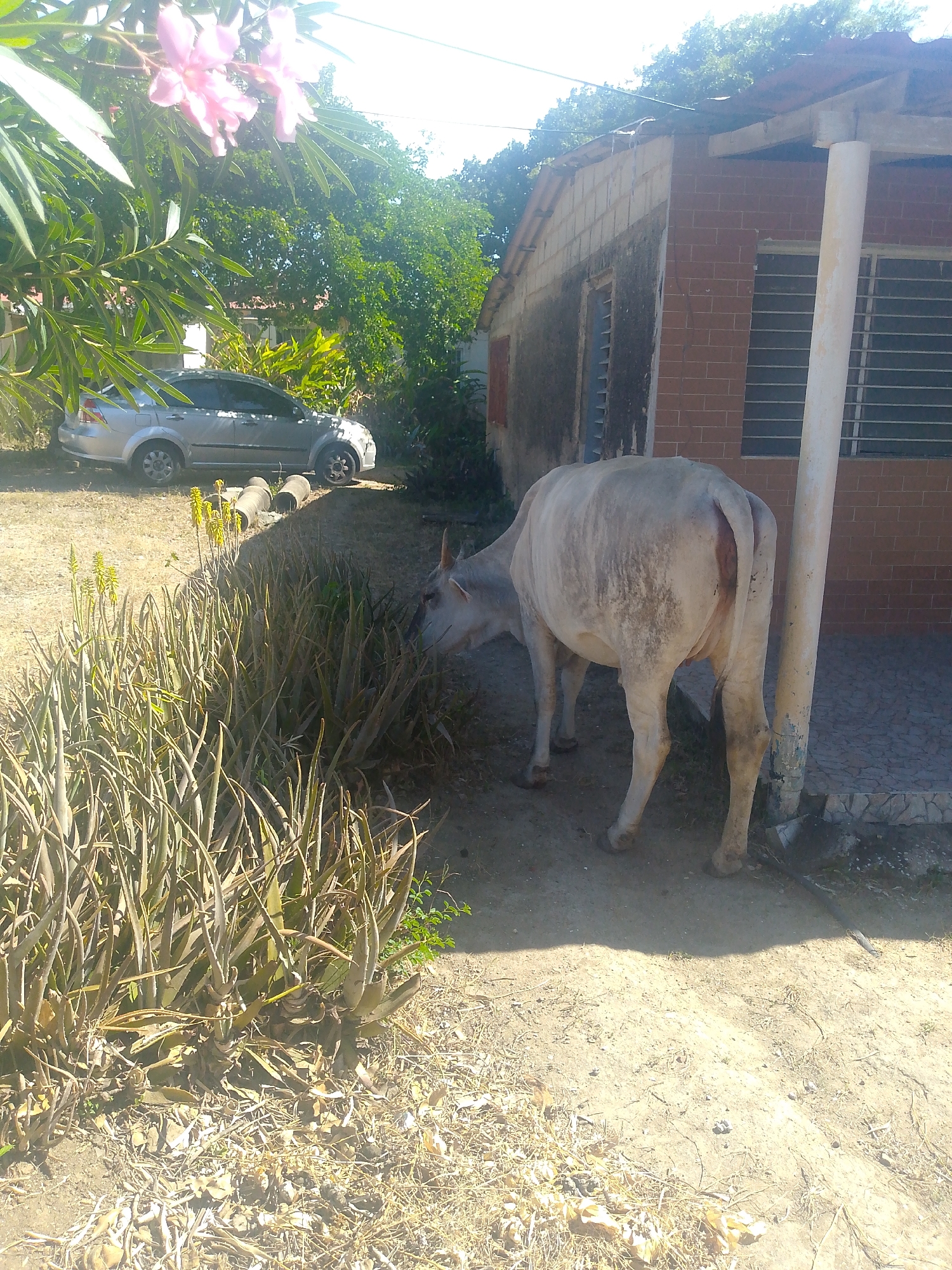 The image depicts a light-colored cow standing near a brick and cinder block building with a white column supporting a porch roof. The cow is facing left and appears to be grazing on the dry foliage in front of the building. The location appears to be Juan Griego, Venezuela, based on the architectural style and foliage. A silver car is parked in the background. The ground is dry and dusty, covered with scattered leaves and debris.