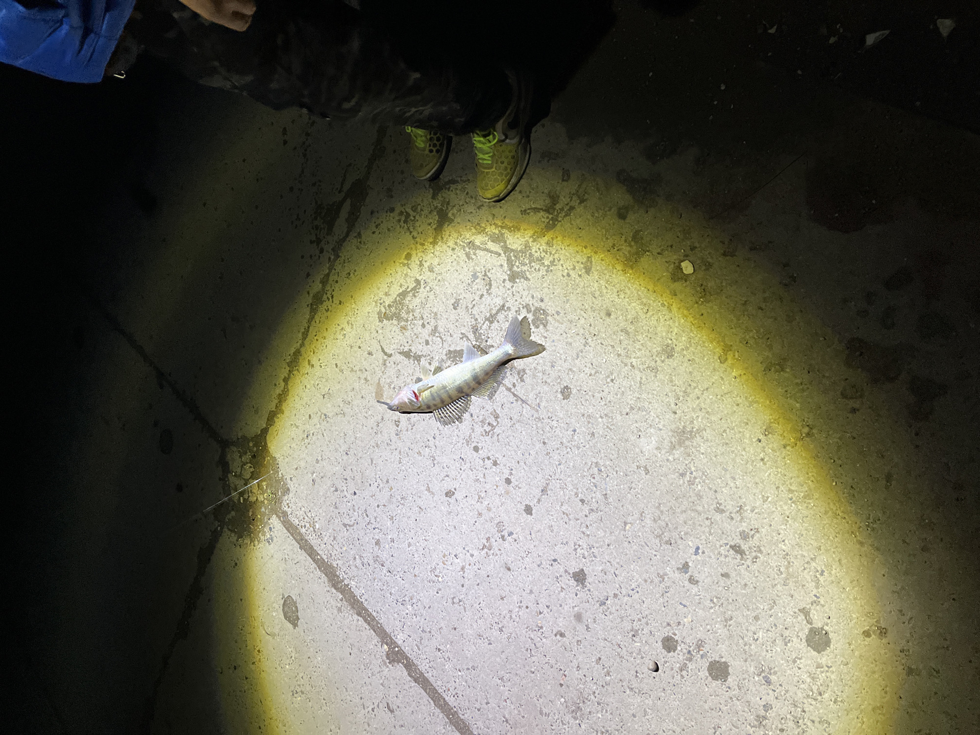 The image depicts a nocturnal scene on a concrete surface, illuminated by a focused, yellowish light beam. A single fish, appearing to be a zander or European perch, lies horizontally on the illuminated concrete, oriented with its head towards the right. A reddish mark, consistent with blood, is visible near the fish's mouth/gill area, suggesting a recent capture. A thin, white fishing line extends from the upper left, crossing the illuminated area towards the approximate location of the fish's head.
On the far right, the lower torso and legs of a person are visible, partially obscured by shadow. The person wears dark-colored, possibly patterned or camouflage, trousers and bright lime green athletic shoes with a honeycomb-patterned side design and matching laces. A small portion of a bright blue garment is visible at the extreme upper right.
The concrete surface is uneven, with visible cracks and dirt accumulation, particularly in the unlit and dimly lit areas. The sharp demarcation between the intense light and deep shadows indicates a single, strong light source, likely a flashlight or headlamp. The scene is consistent with fishing activities occurring at night in the city of Chaikovsky, Russia, likely near the Kama River or one of its associated water bodies.