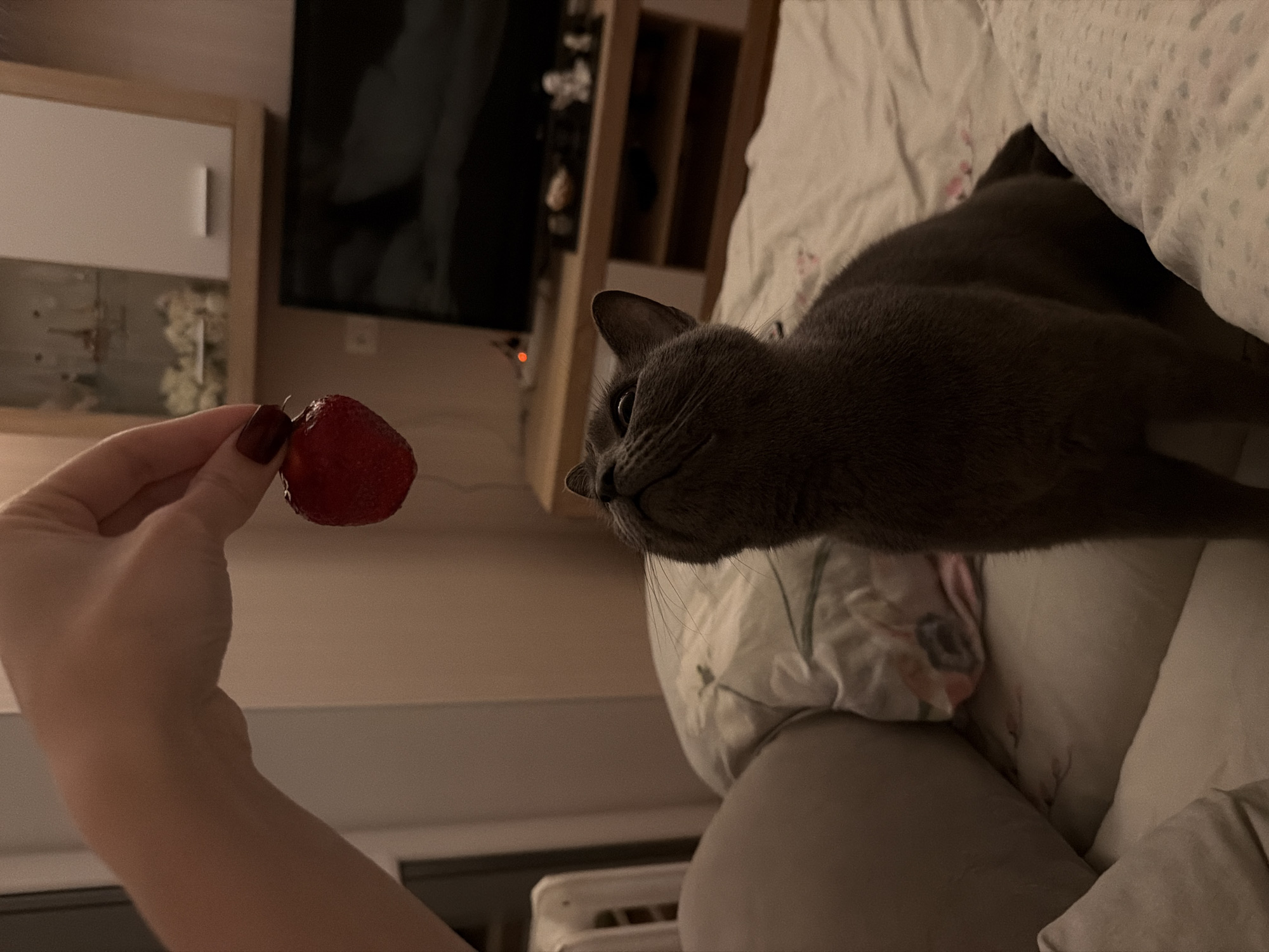 A person's hand, with dark red nail polish, holds a single strawberry above a grey cat. The cat is looking up at the strawberry with its mouth slightly open. The scene appears to be indoors, possibly in a bedroom, with soft lighting. There is a bed with patterned pillows, a glimpse of a person's leg, and a television in the background. The location is identified as Cheltuitori, Moldova.