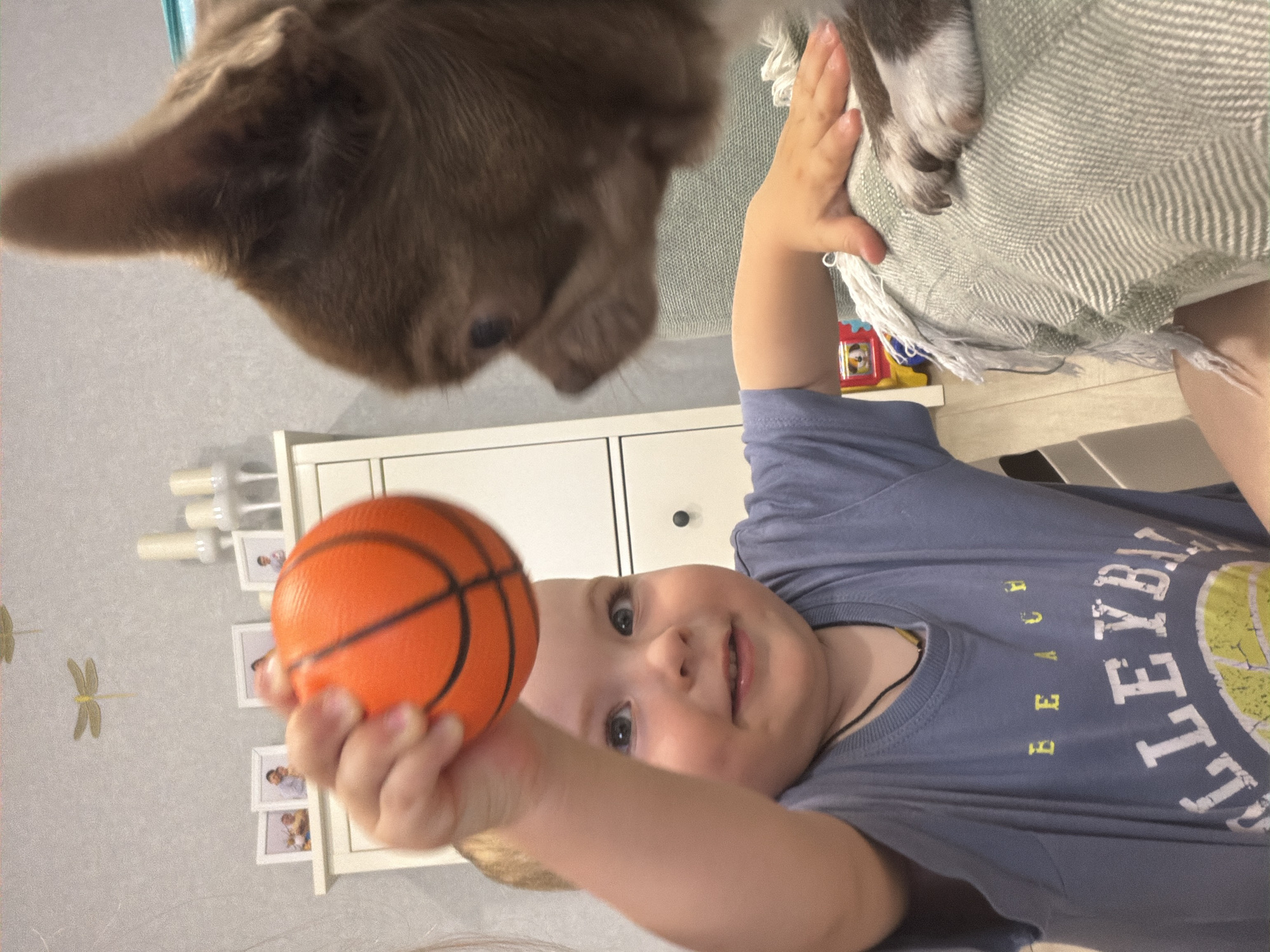 An indoor, close-up shot shows a young Caucasian child, appearing to be between one and two years old, holding an orange basketball toy towards the camera. The child has fair skin, light brown hair, and wide blue eyes, with a bright smile revealing two front teeth. They are wearing a light blue t-shirt with "BEACH VOLLEYBALL" printed in yellow and white. To the right, the head and paw of a brown Chihuahua dog are visible, looking towards the child. The dog has large ears and a black nose.
The child is sitting in what appears to be a living room. In the background, a white dresser with several framed pictures on top can be seen. The pictures are small and show individuals, likely family members. Above the dresser, decorative golden dragonfly figures are affixed to a light grey wall. To the left of the dresser are white candle holders with candles. The child is positioned on a light green blanket with fringe, which is draped over a piece of furniture, likely a couch or chair. The floor is visible at the bottom left, appearing to be light-colored wood or laminate. The overall lighting is soft and diffused, suggesting an indoor setting. The image's composition is dynamic, with the child and the ball in sharp focus in the foreground and the dog's head partially blurred. There is no information available to determine the location in the city of Votkinsk, Russia.