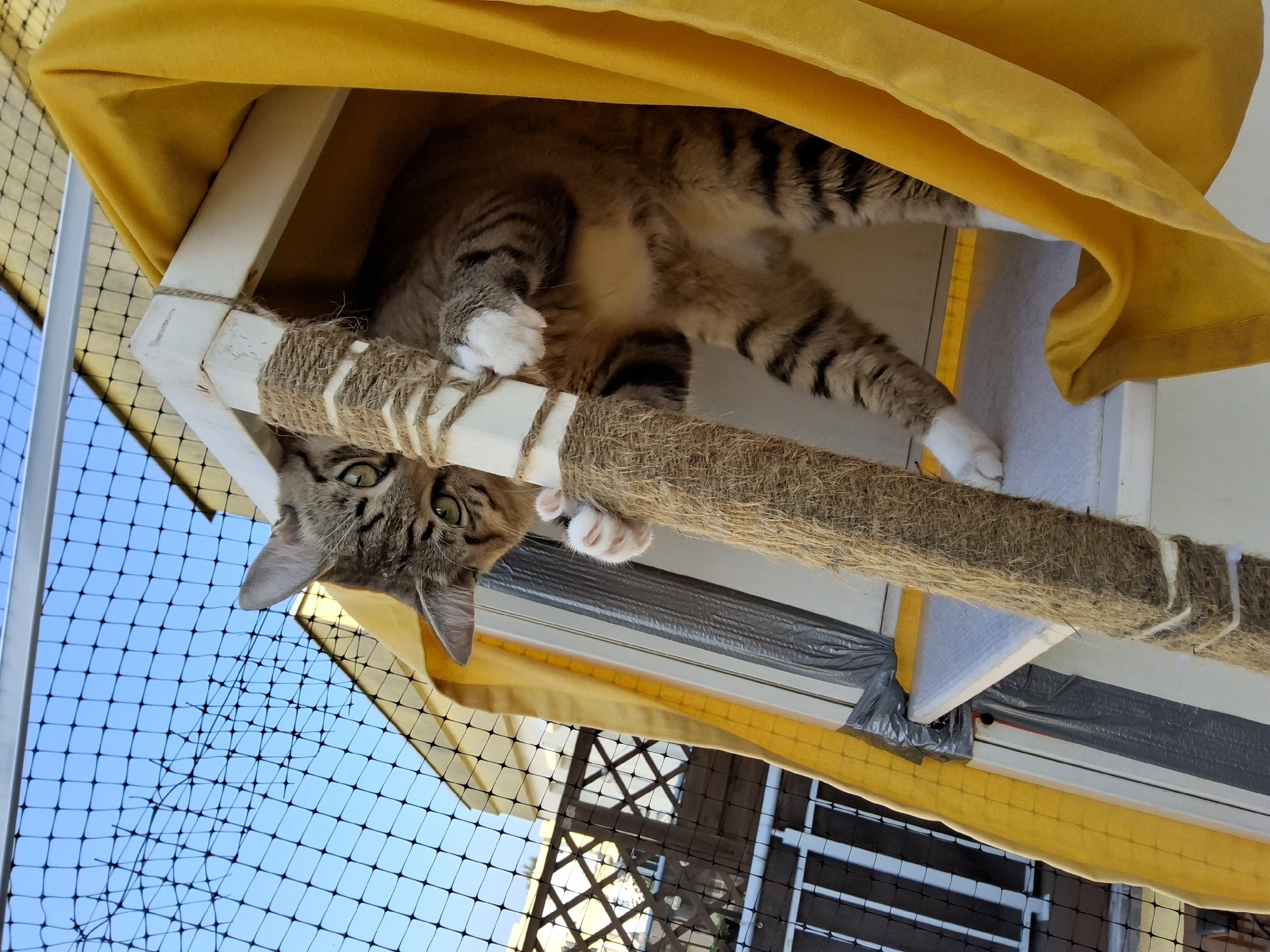 A tabby cat with green eyes is partially obscured by a yellow fabric curtain, clinging to a white wooden post wrapped in sisal rope. The cat is positioned within a multi-level structure, possibly a cat tree or enclosure, with a white shelf visible below. In the background, a blue sky is visible through a black safety net. The scene appears to be outdoors, likely on a balcony or rooftop in Warsaw, Poland, given the architecture visible behind the net which includes railings and building facades. The lighting suggests it is daytime.