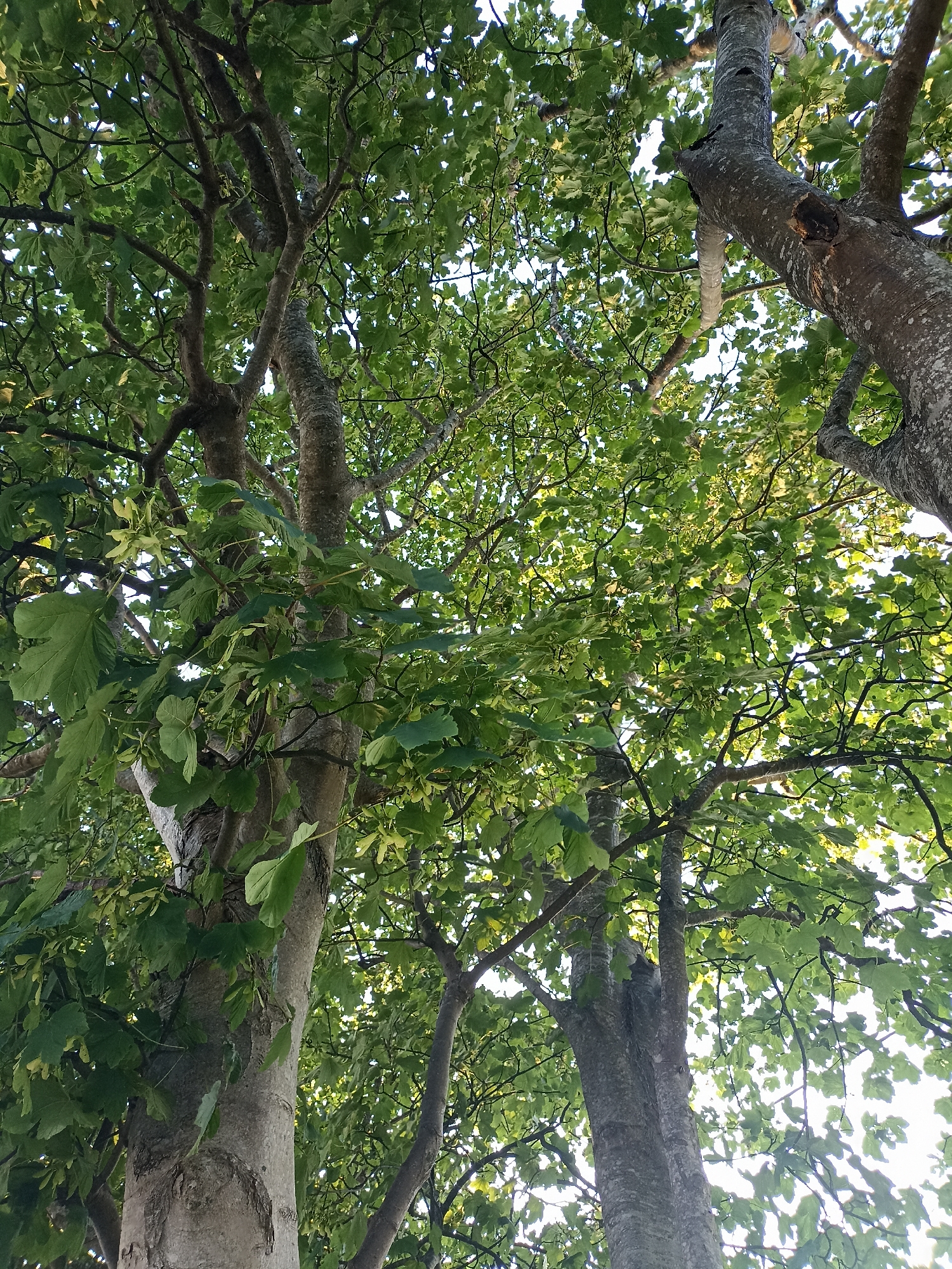 This image is a low-angle shot looking up into the canopy of several large trees. The trees have rough, grey bark and are covered in dense green leaves. Some of the leaves appear lighter green or yellowish, possibly due to sunlight filtering through. The branches of the trees are intricate and create a complex network against the bright sky. There are no people or man-made structures visible in the image. The scene suggests a natural setting, likely a park or woodland area. The presence of these trees within Annagry, Ireland, indicates a green, possibly coastal, environment.