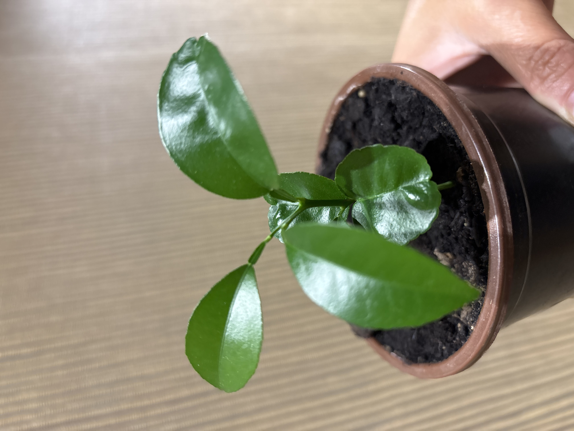A close-up, eye-level shot shows a person's hand holding a small potted seedling. The seedling has several bright green leaves and is planted in dark soil within a brown plastic pot. The pot is dark brown and sits on a surface with a textured wooden background. The lighting is moderate, creating some sheen on the leaves. The image does not contain any information about the city of Слобода, Russia.