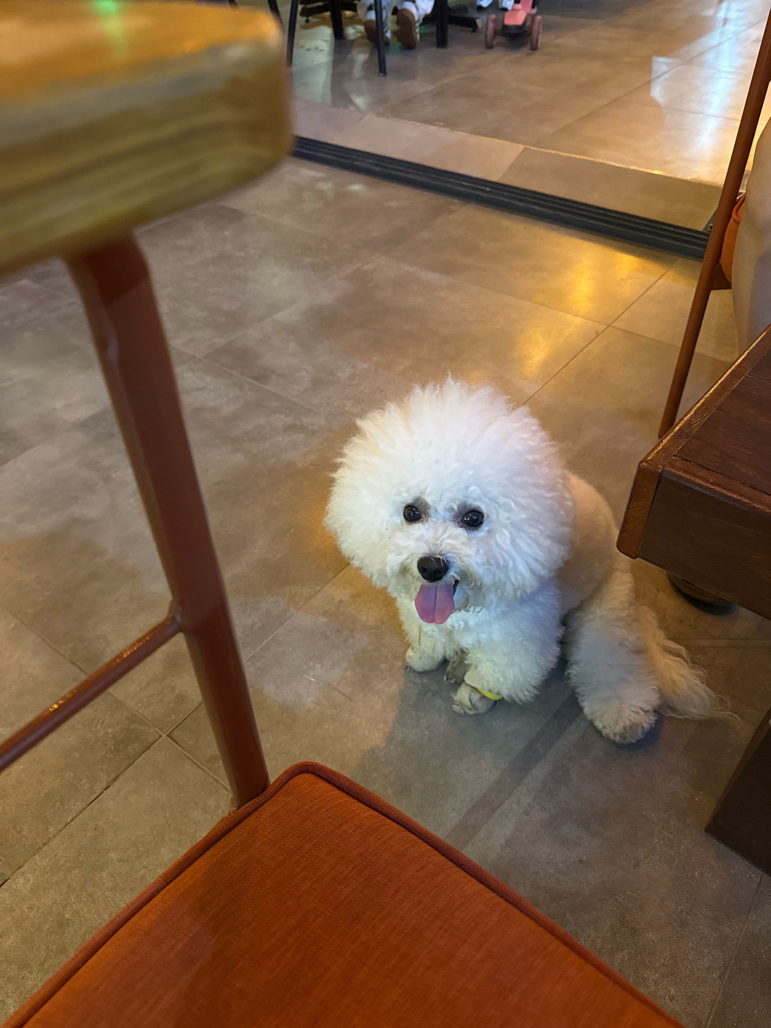 A Bichon Frise dog sits on a tiled floor in what appears to be an indoor seating area with wooden tables and chairs. The dog is white and fluffy with its tongue hanging out. The floor is light brown and tiled. In the foreground, a blurry orange chair and the leg of a wooden table are visible. In the background, a pink toy car is visible, and it is possible that there are other people present but not clearly visible. The overall setting suggests a cafe or restaurant. This image was taken in Konyaaltı, Turkey.
