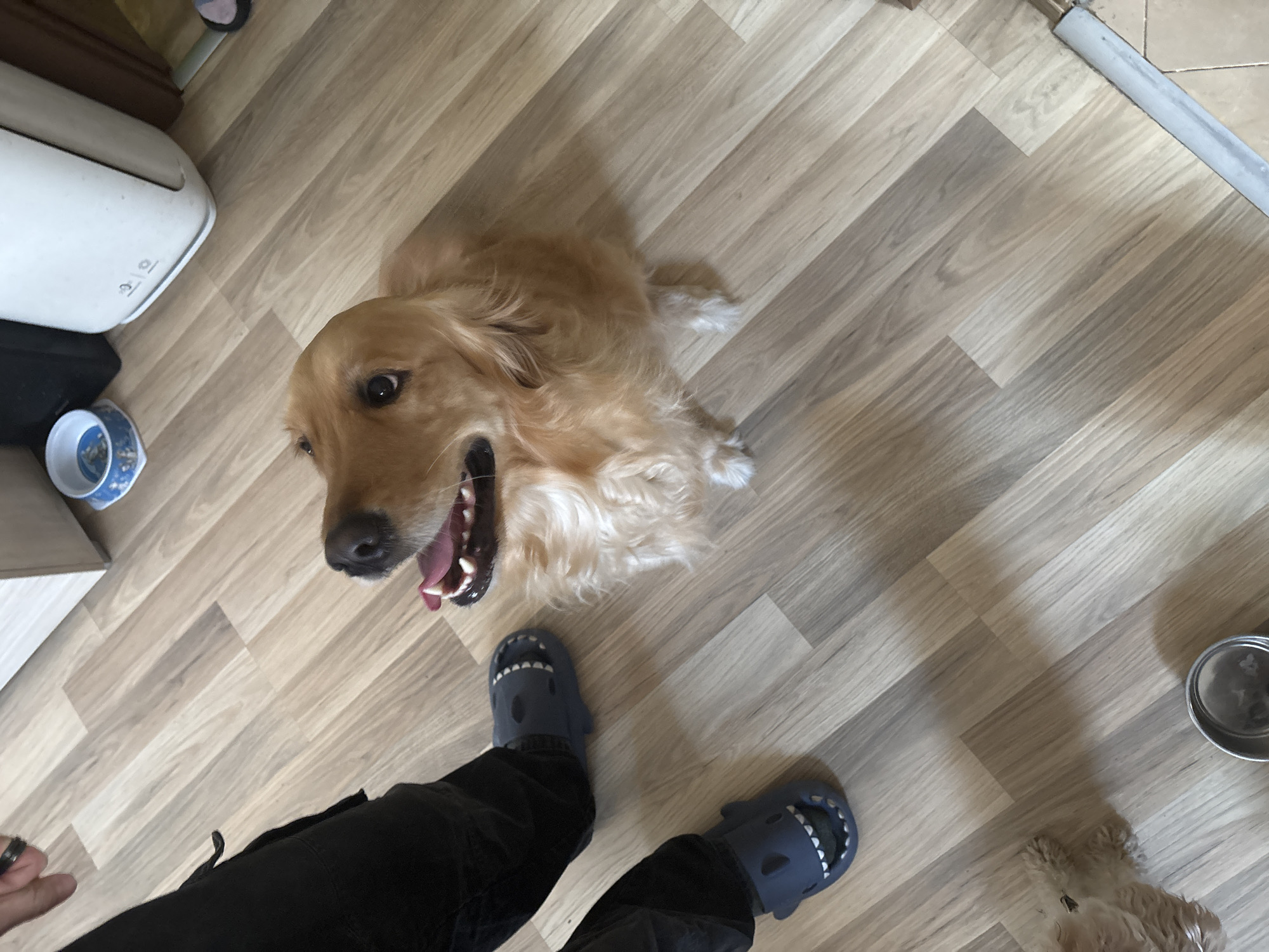 A high-angle, color photograph depicts a golden retriever dog looking upwards with an open mouth. The dog is positioned near a person wearing black pants and blue shark-shaped Crocs. The location appears to be indoors on a light wood-patterned floor. Other objects in the scene include a white and black appliance, a blue and white patterned dish, a metal bowl, and an additional, unidentifiable object. The setting might be a residence. The photograph was taken in an area in Plovdiv, Bulgaria.