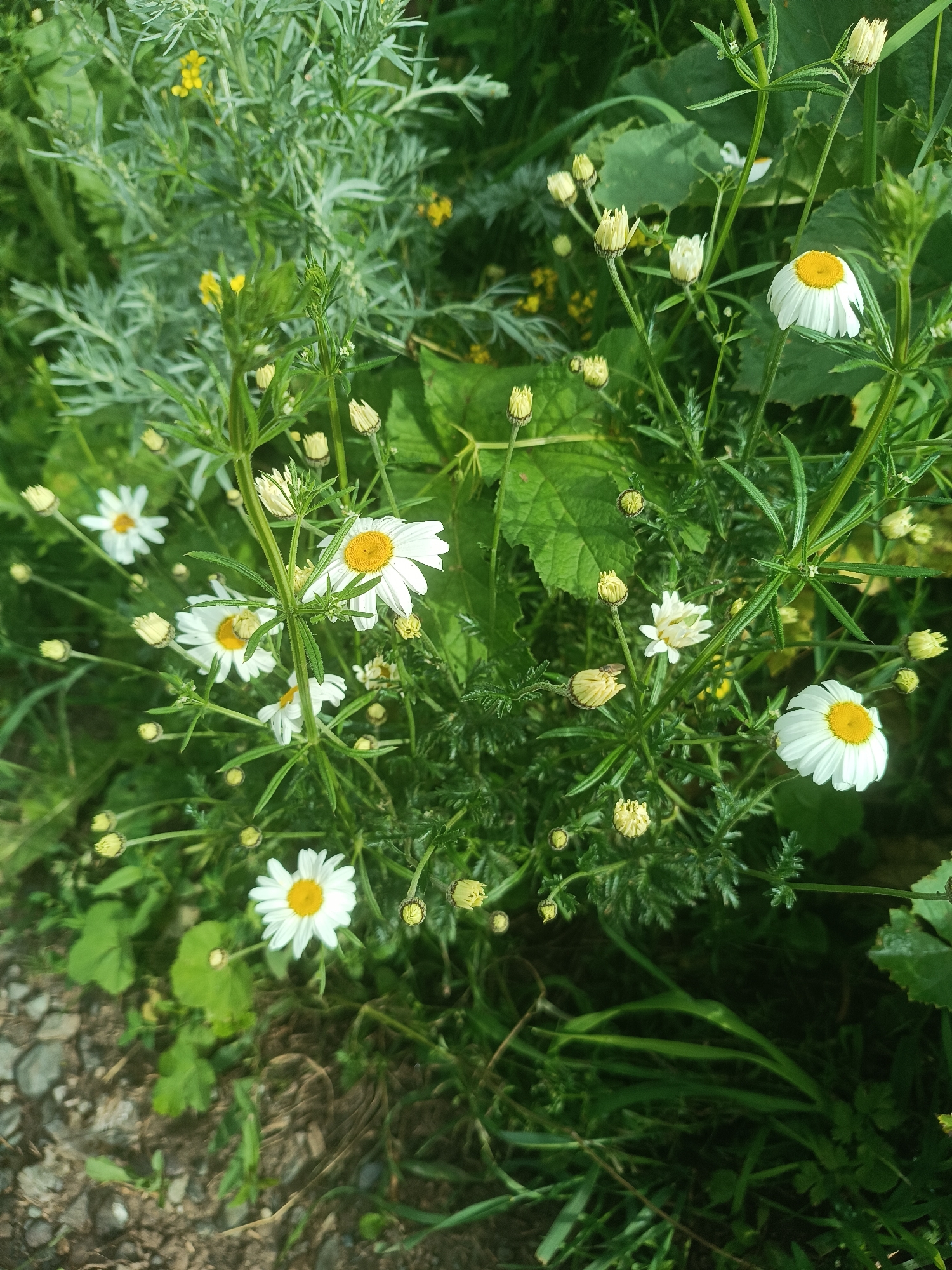 A close-up, slightly angled shot captures a cluster of white and yellow daisy-like flowers and buds amidst lush green foliage. The flowers, with their delicate white petals radiating from bright yellow centers, are the primary subjects. Several buds, some partially open, are also visible, hinting at continued blooming. The surrounding environment is a natural, overgrown setting with various green leaves and thin stems. The background is a soft blur of more greenery and hints of yellow wildflowers. The lighting is natural, suggesting an outdoor, daytime scene, possibly a garden or a wild patch of nature. The image composition focuses on the floral subjects, with the ground, composed of dirt and small stones, visible in the lower left corner. There are no people or animals in the frame. The scene is static and peaceful, showcasing the beauty of wildflowers in their natural habitat. The location is specified as Semyonovka, Armenia.